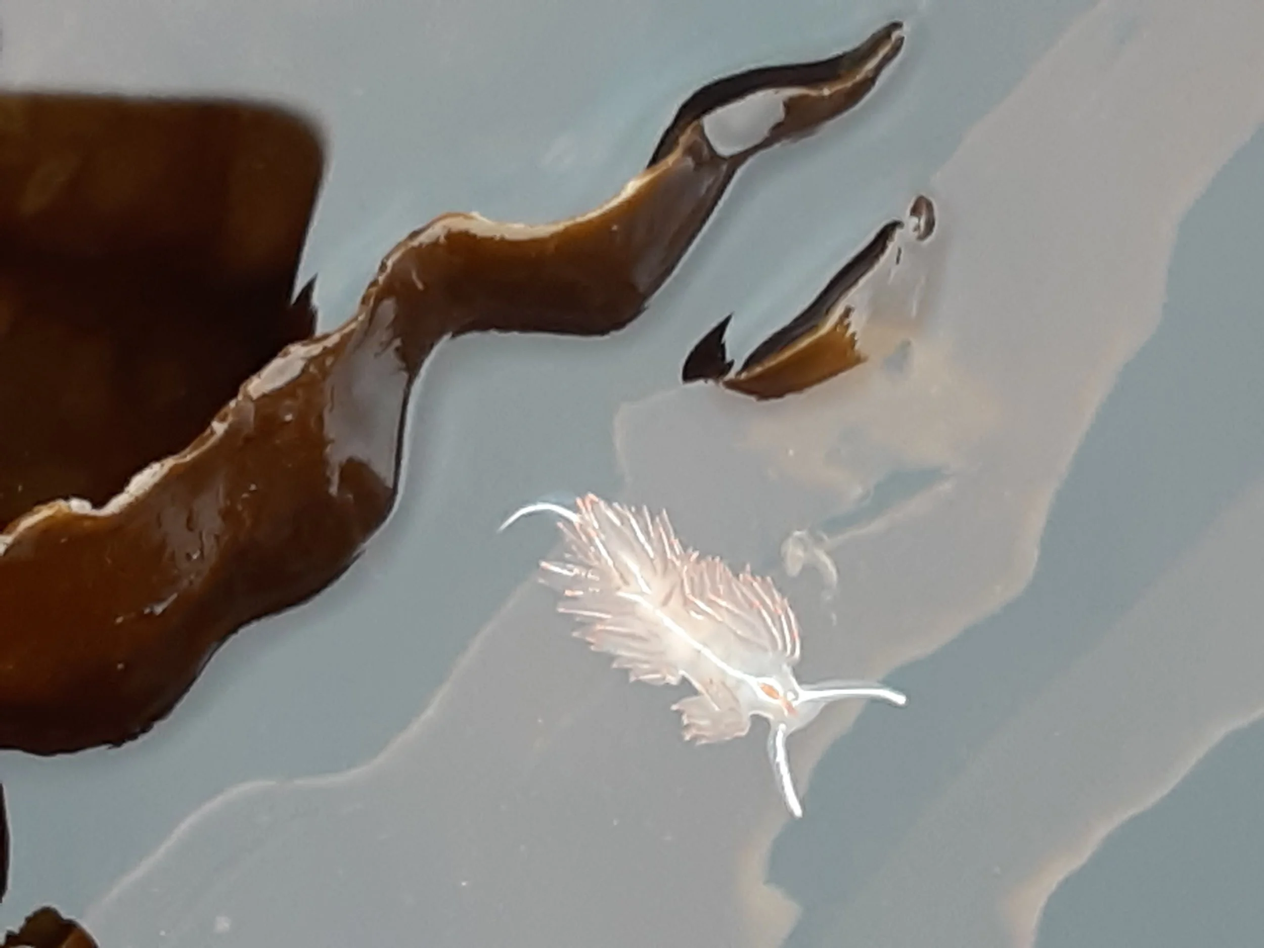 Dawn was thrilled the day she discovered a nudibranch in a tide pool at her favorite beach!  They are much tinier than pictures show!