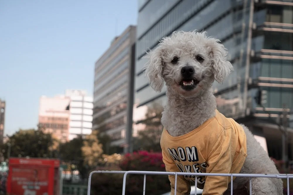 The protector of Chapultepec Park 🐾 

Shot in Mexico City of a Fujifilm XT50. #dogohotography #streetphotography #dogsofinstagram #mexicocity