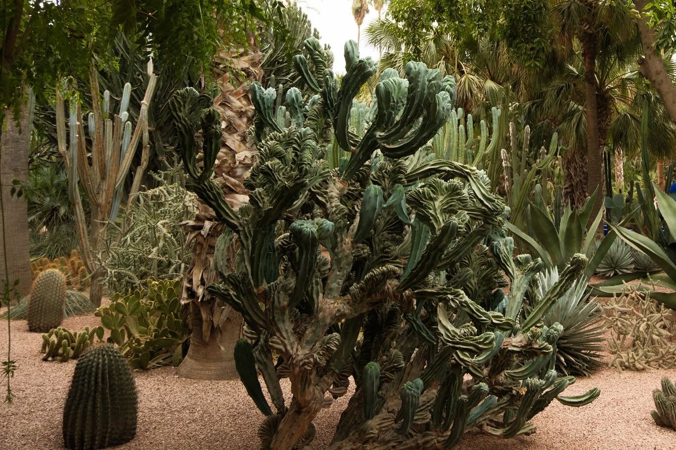 Moments in Majorelle Garden, Marrakesh 🪴