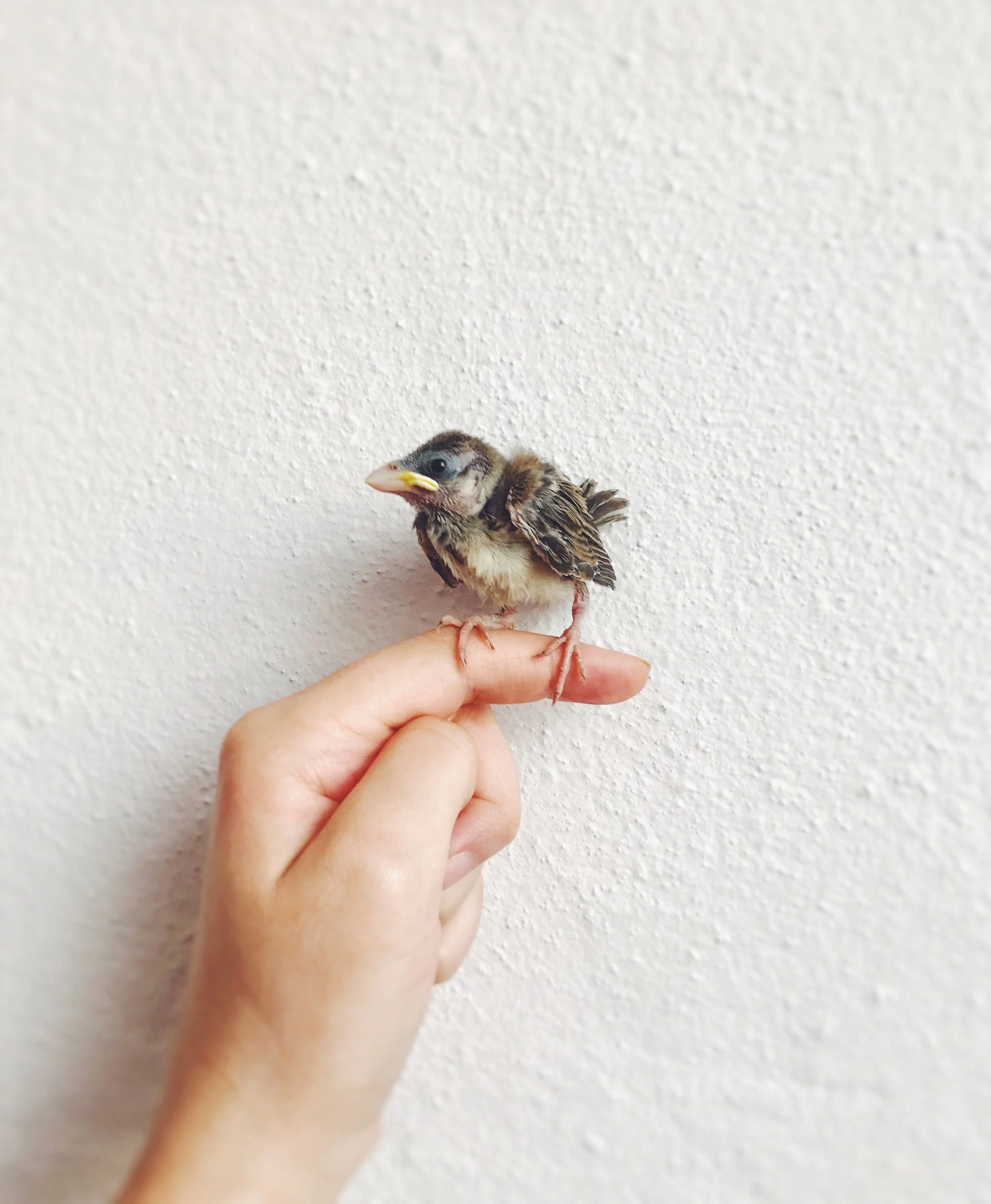 Früher Vogel