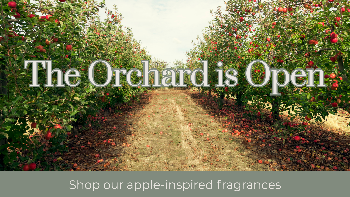 apple orchard with  rows of ripe apple trees