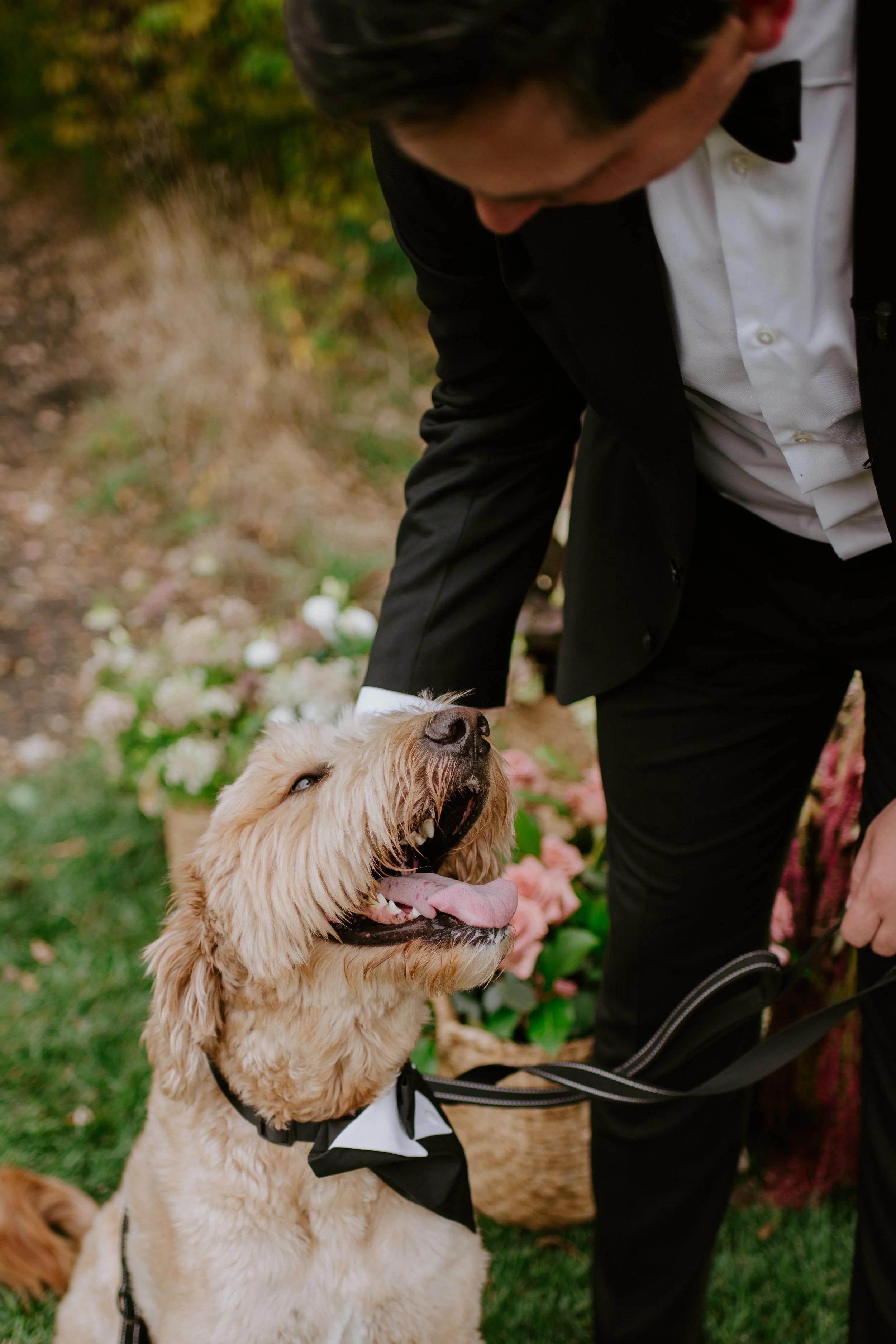 A golden retriever wearing a black tuxedo bowtie with a white shirt, sitting outdoors, looking up happily, with its tongue out. A person dressed in a black jacket and white shirt is gently petting the dog. The background features pink and white flowe