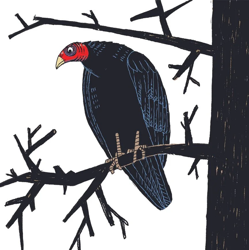  Turkey Vulture 
 From Superlative Birds