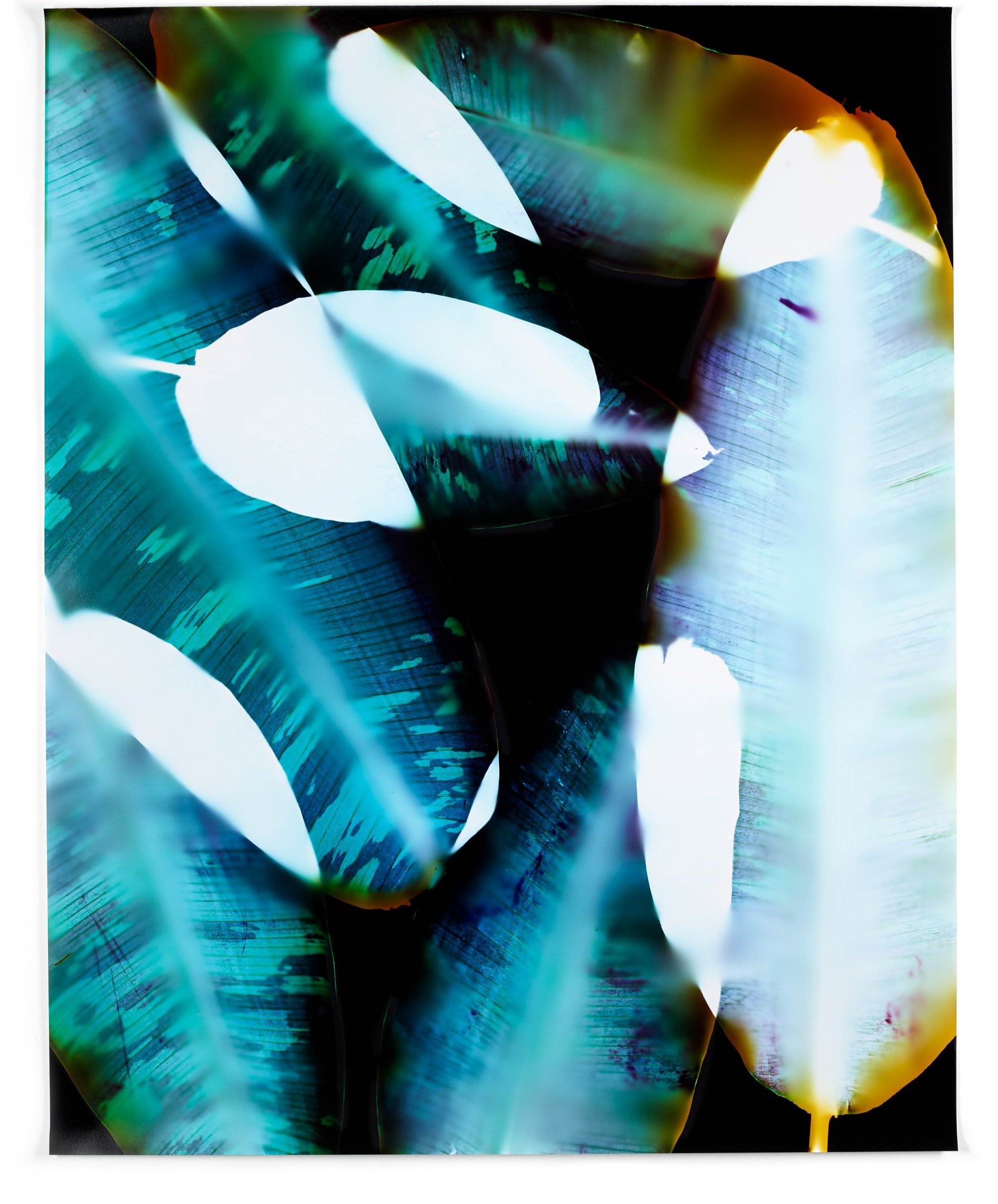   How Forests Think 1,  2014   Chromogenic photogram 40 x 32 in 