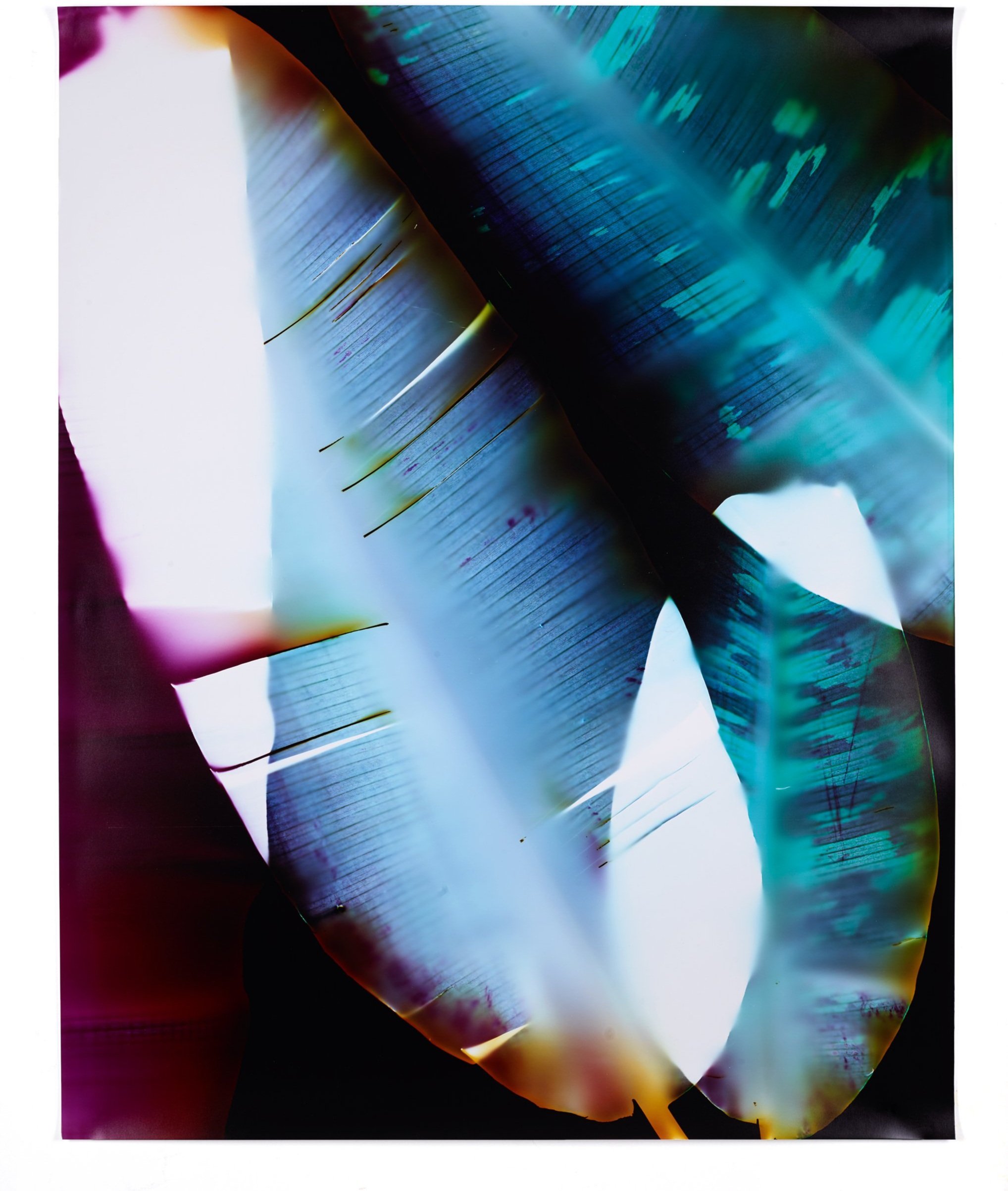   We Lean In, Against Each Other 1,  2014 Chromogenic photogram 40 x 32 in 