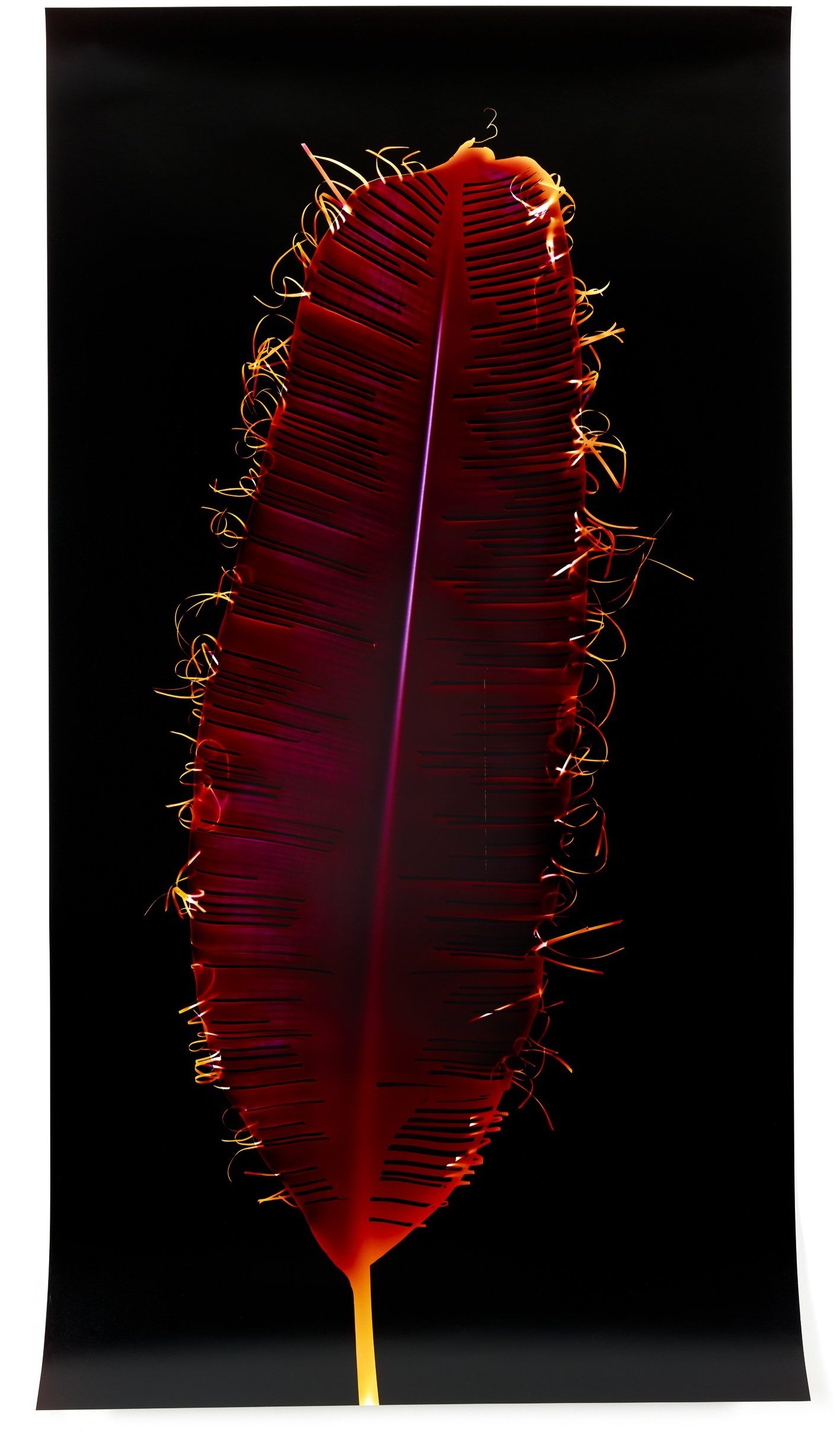   Portrait (Crimson),  2013   Chromogenic photogram 60 x 32 in 