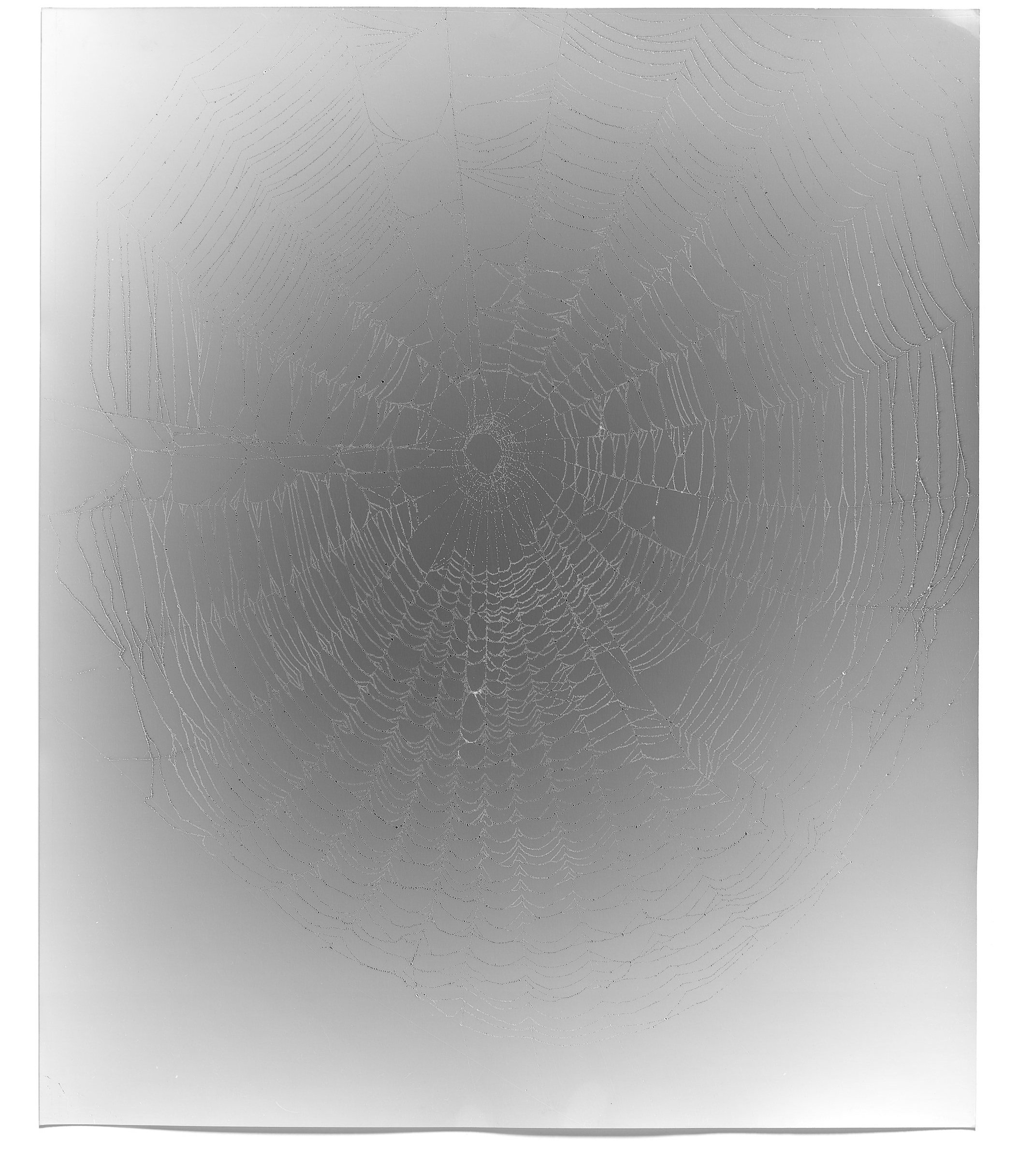   Web Study 2,  2013 Silver gelatin photogram 24 x 20 in 