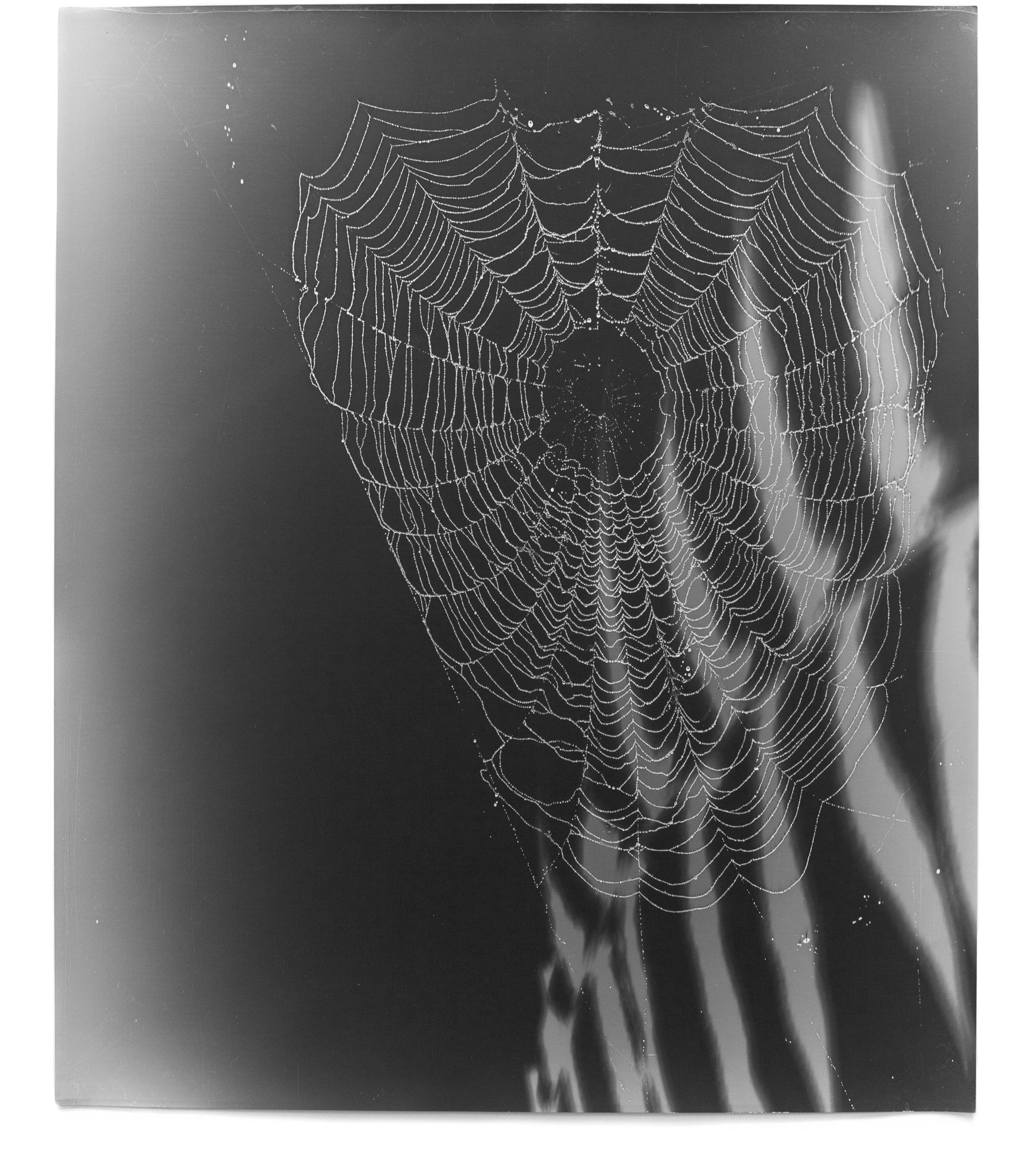   Web Study 33,  2015 Silver gelatin photogram 24 x 20 in 