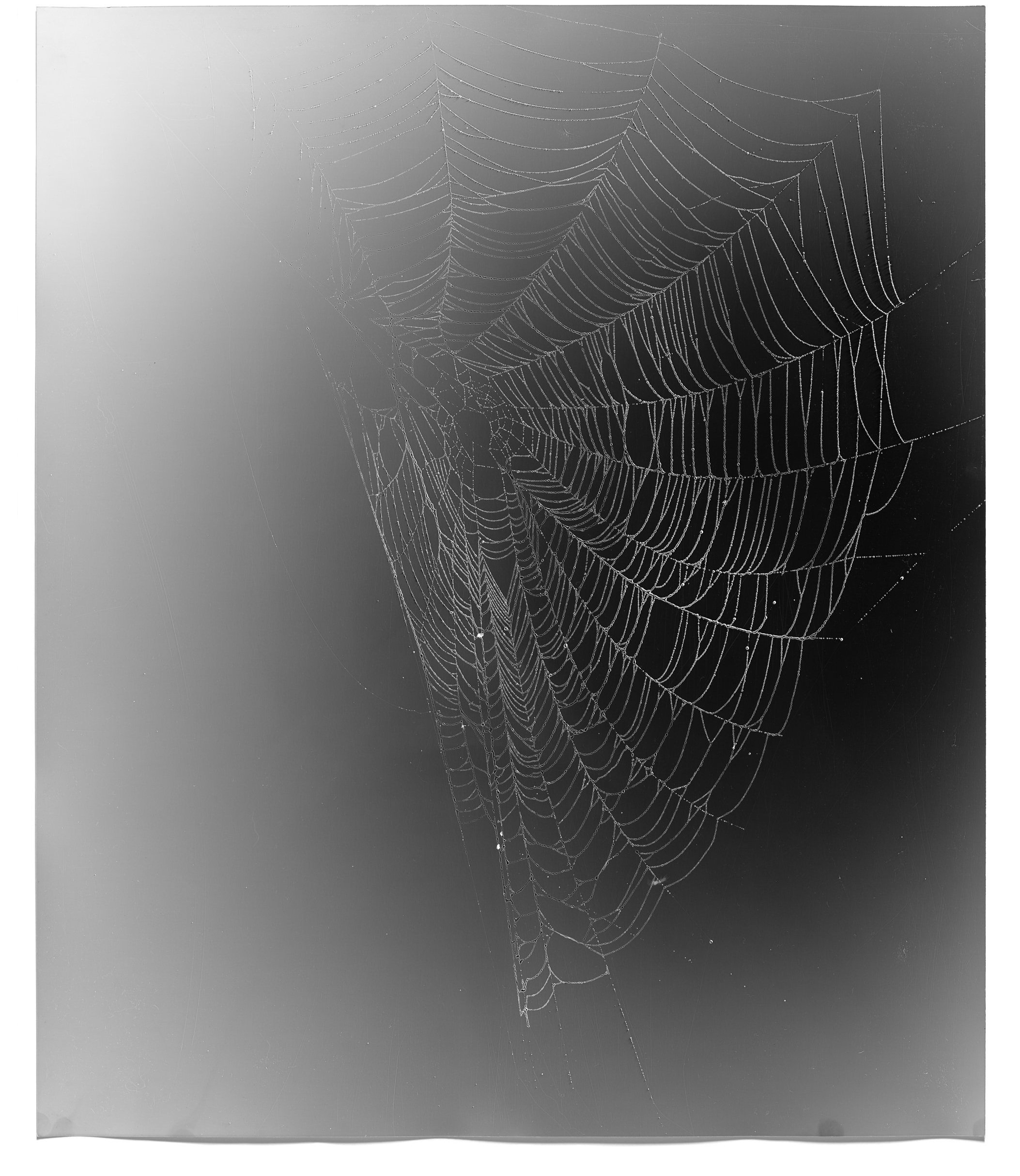   Web Study 8,  2013 Silver gelatin photogram 24 x 20 in 