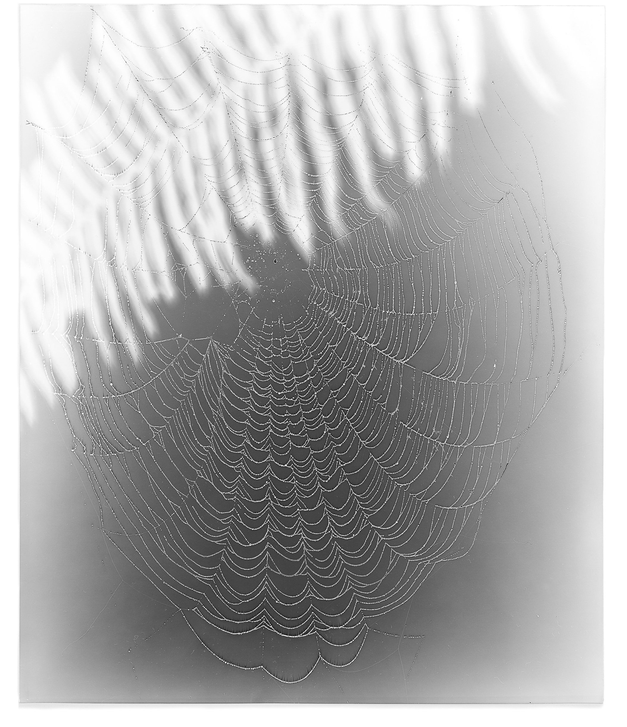   Web Study 26,  2015 Silver gelatin photogram 24 x 20 in 