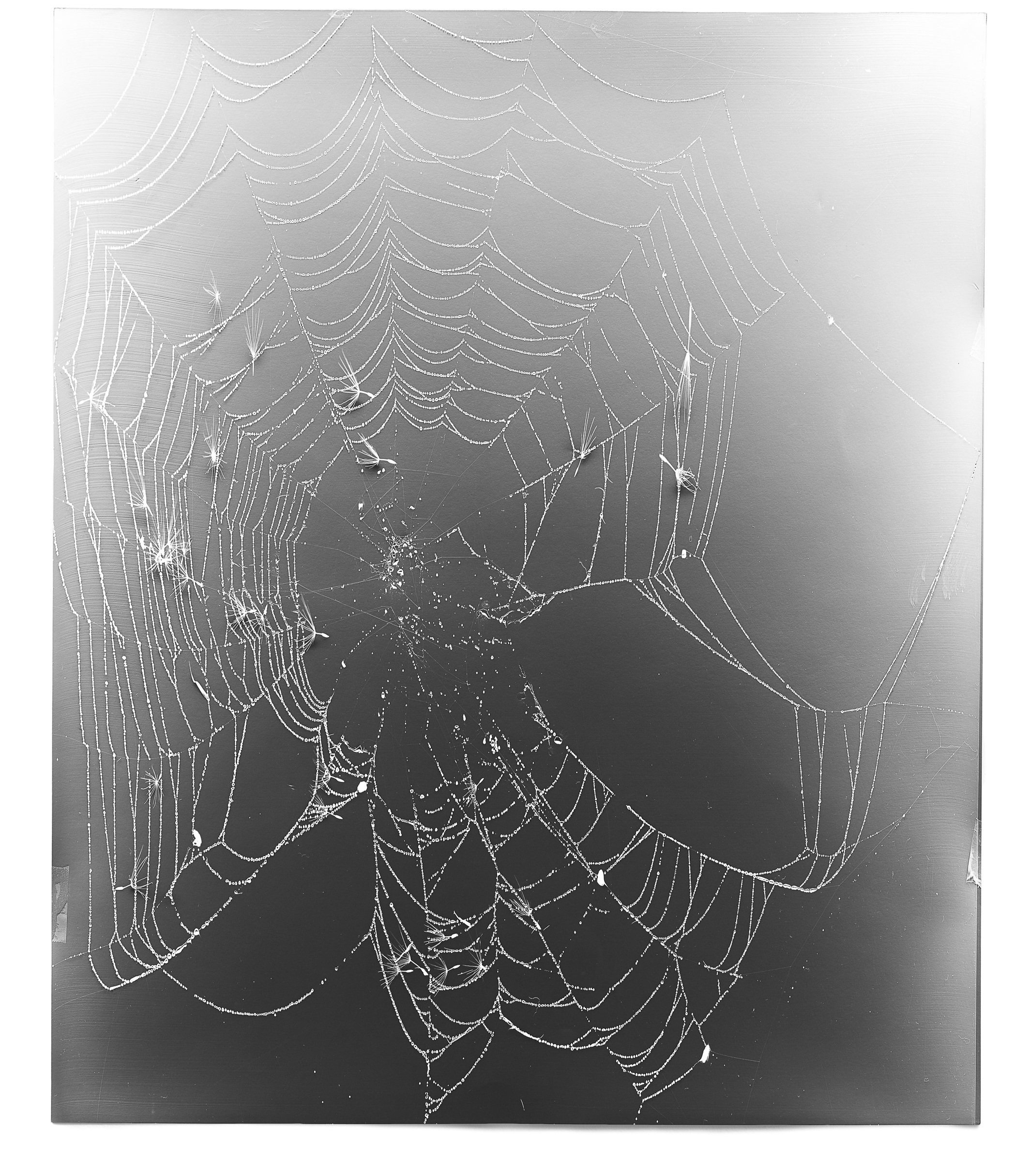   Web Study 19,  2015 Silver gelatin photogram 24 x 20 in 
