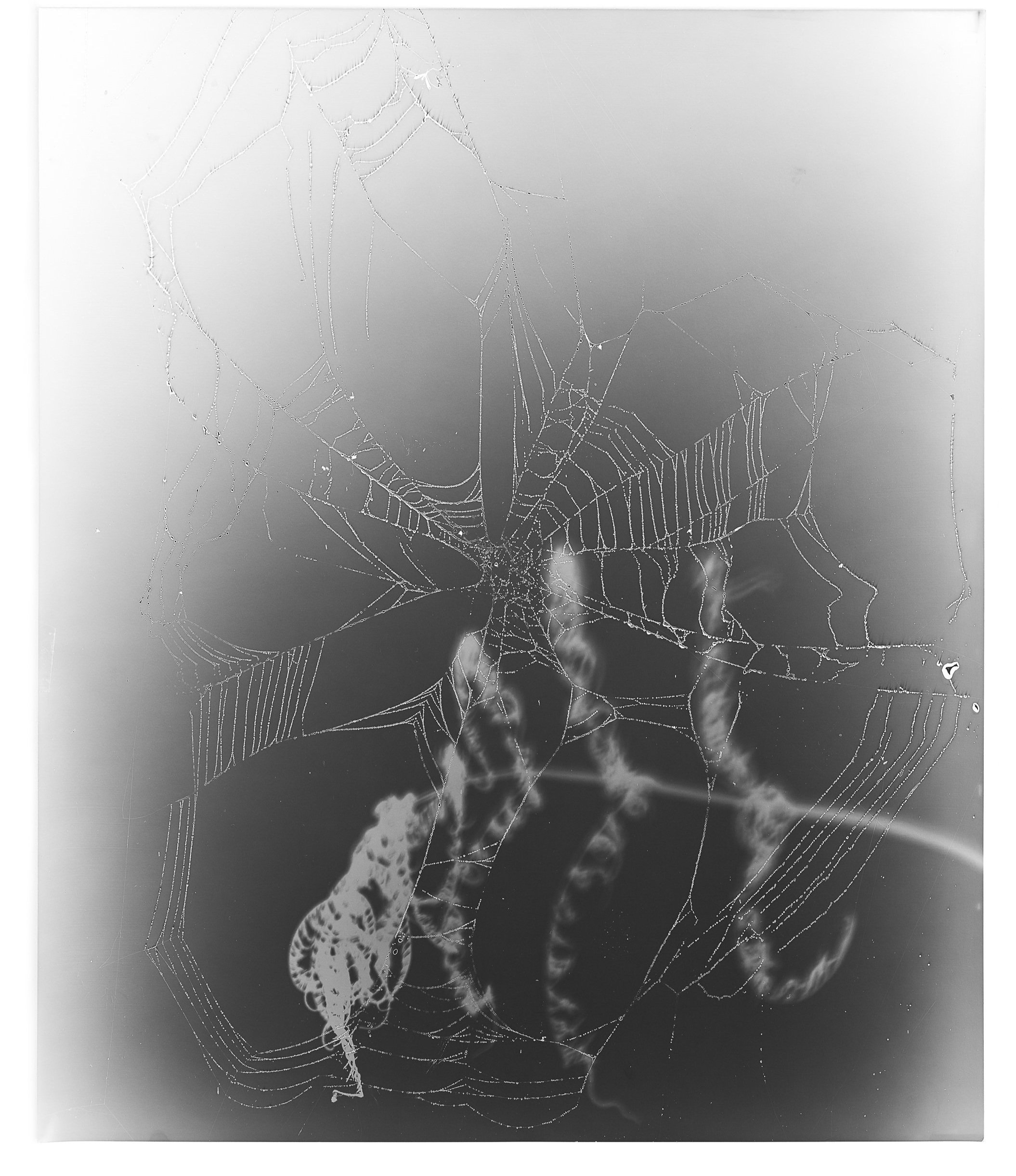   Web Study 17,  2015 Silver gelatin photogram 24 x 20 in 