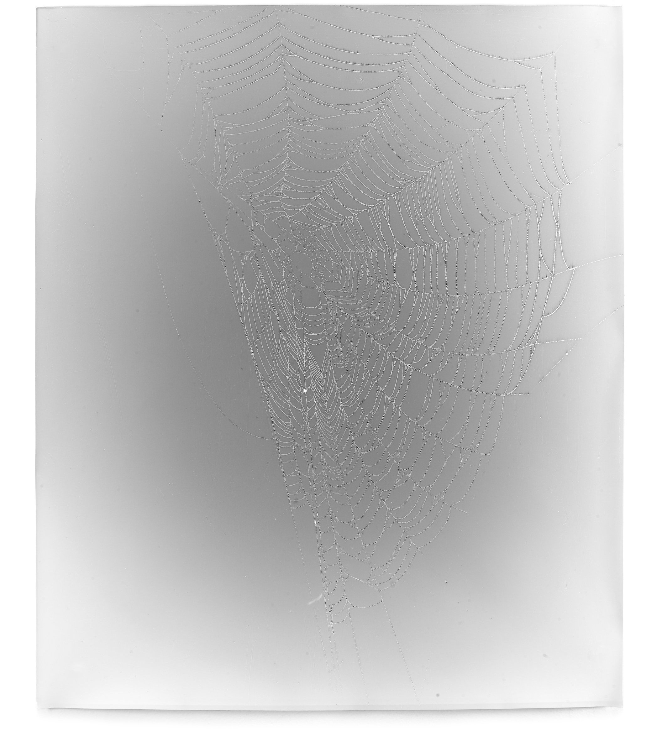   Web Study 6,  2013 Silver gelatin photogram 24 x 20 in 