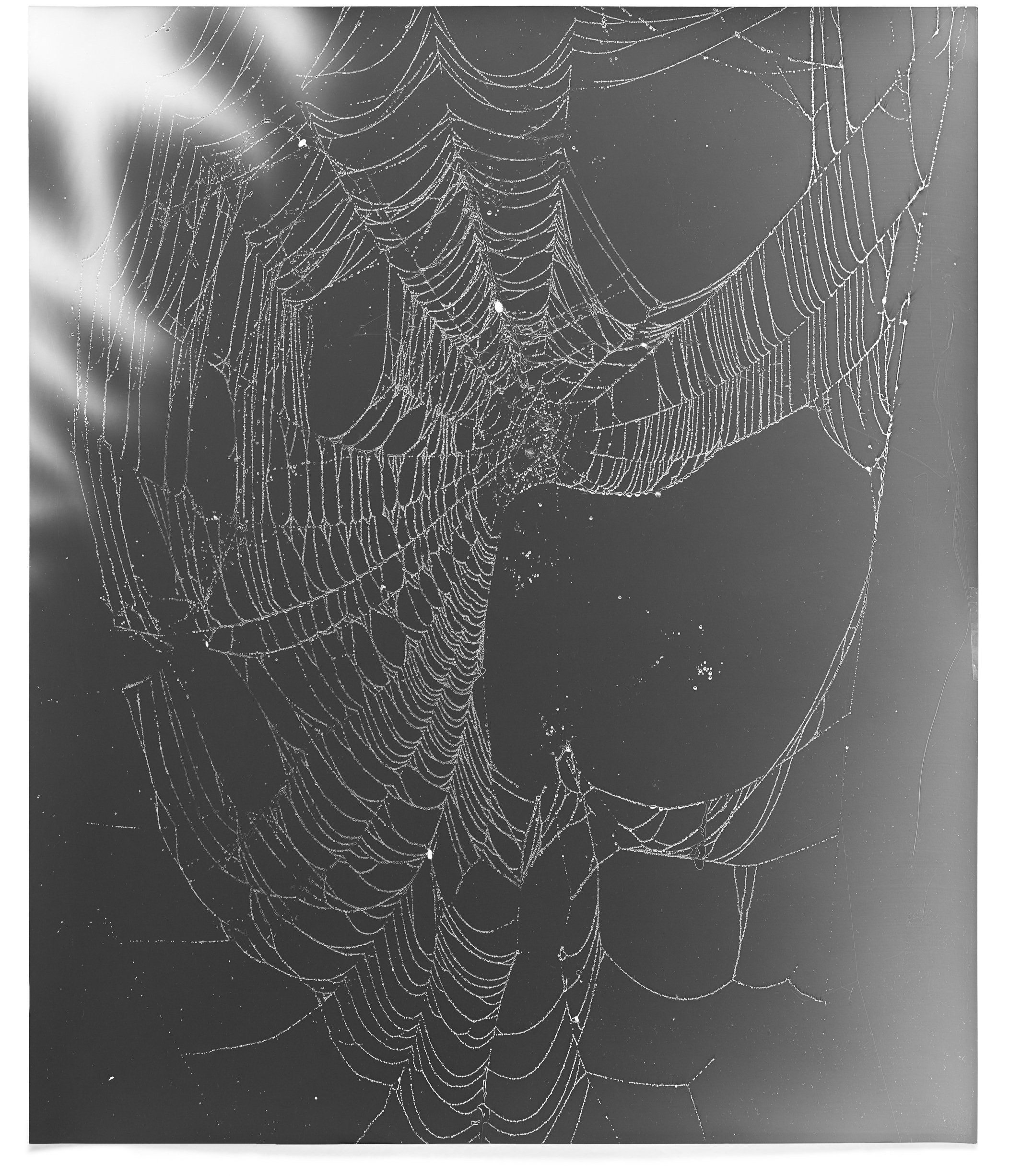   Web Study 22,  2015 Silver gelatin photogram 24 x 20 in 