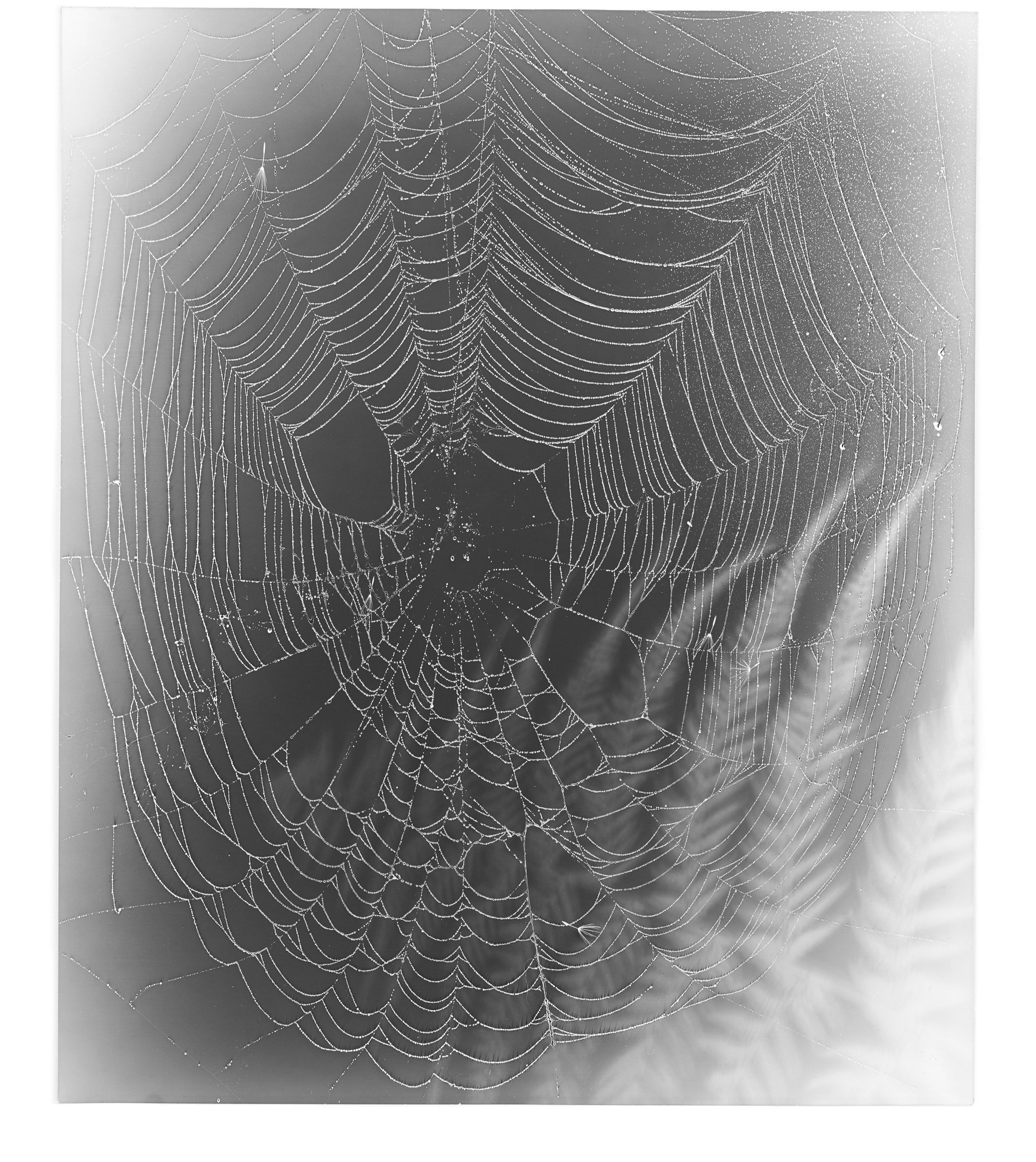   Web Study 29,  2015 Silver gelatin photogram 24 x 20 in 