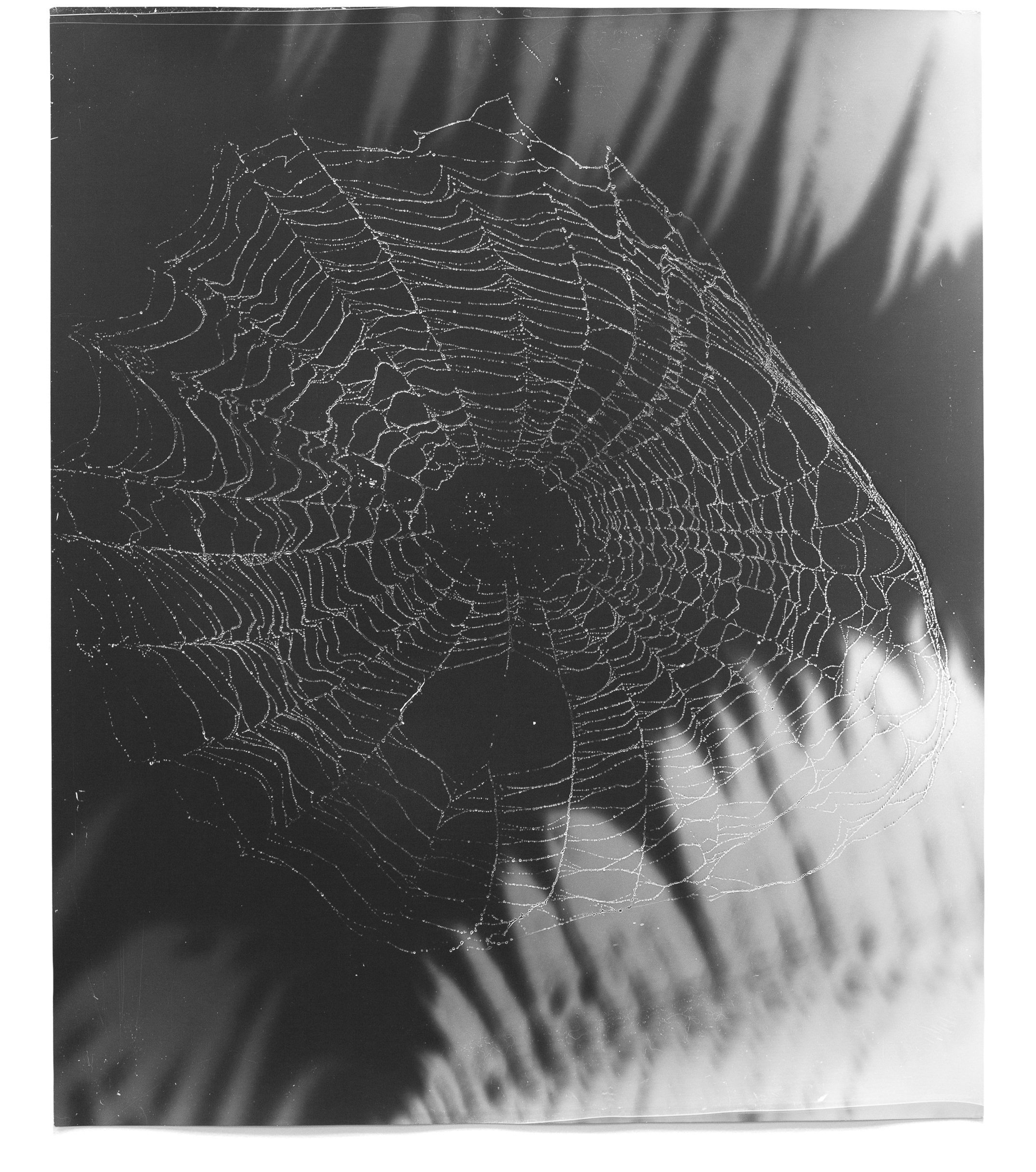   Web Study 30,  2015 Silver gelatin photogram 24 x 20 in 