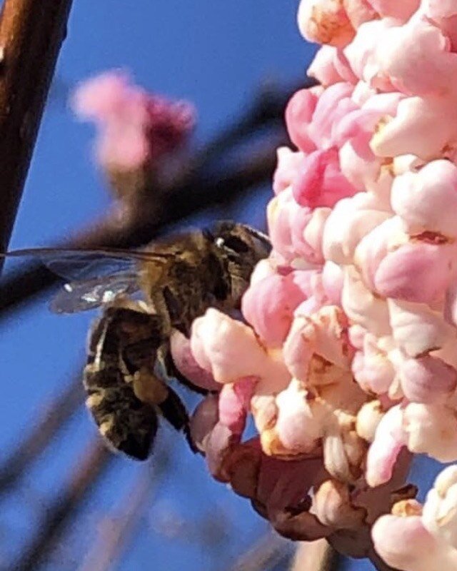 Bee-candyfloss #spring #bee #flower #nature #photography #pink #anglesey #abbey #national #trust