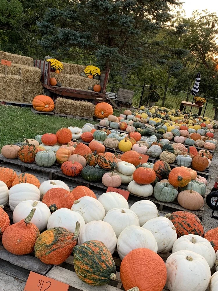East Post East Post Pumpkins