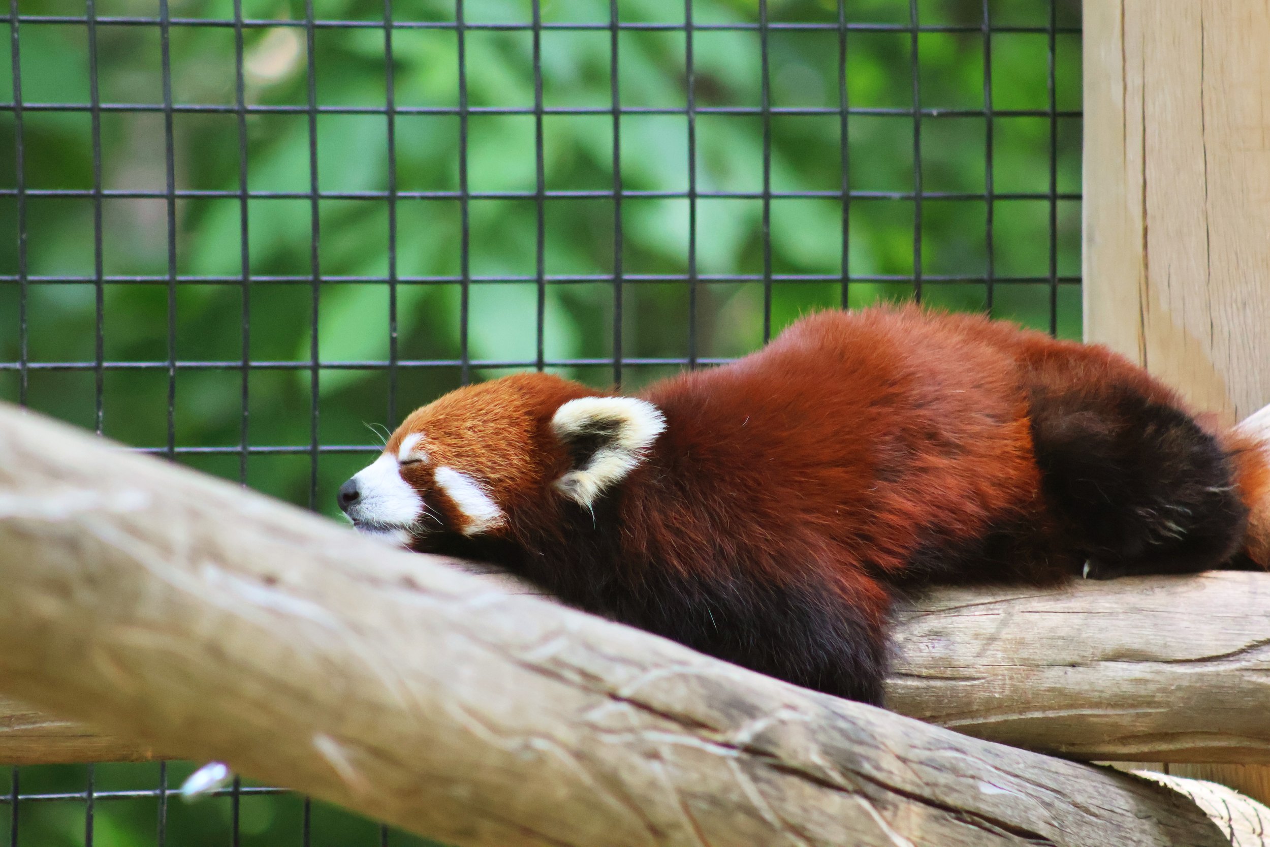 redpandasleep0523.jpg