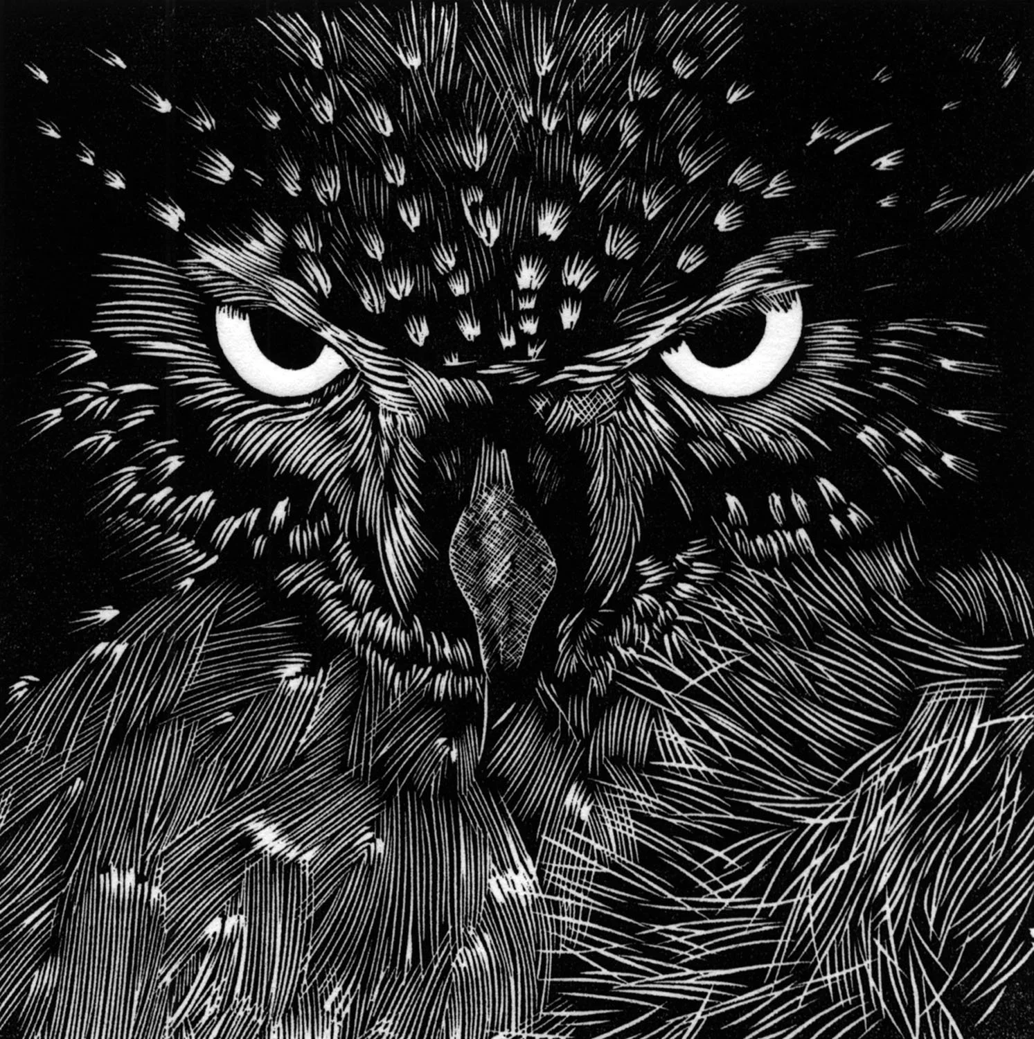 Pigmy Owl, by Robert Simola