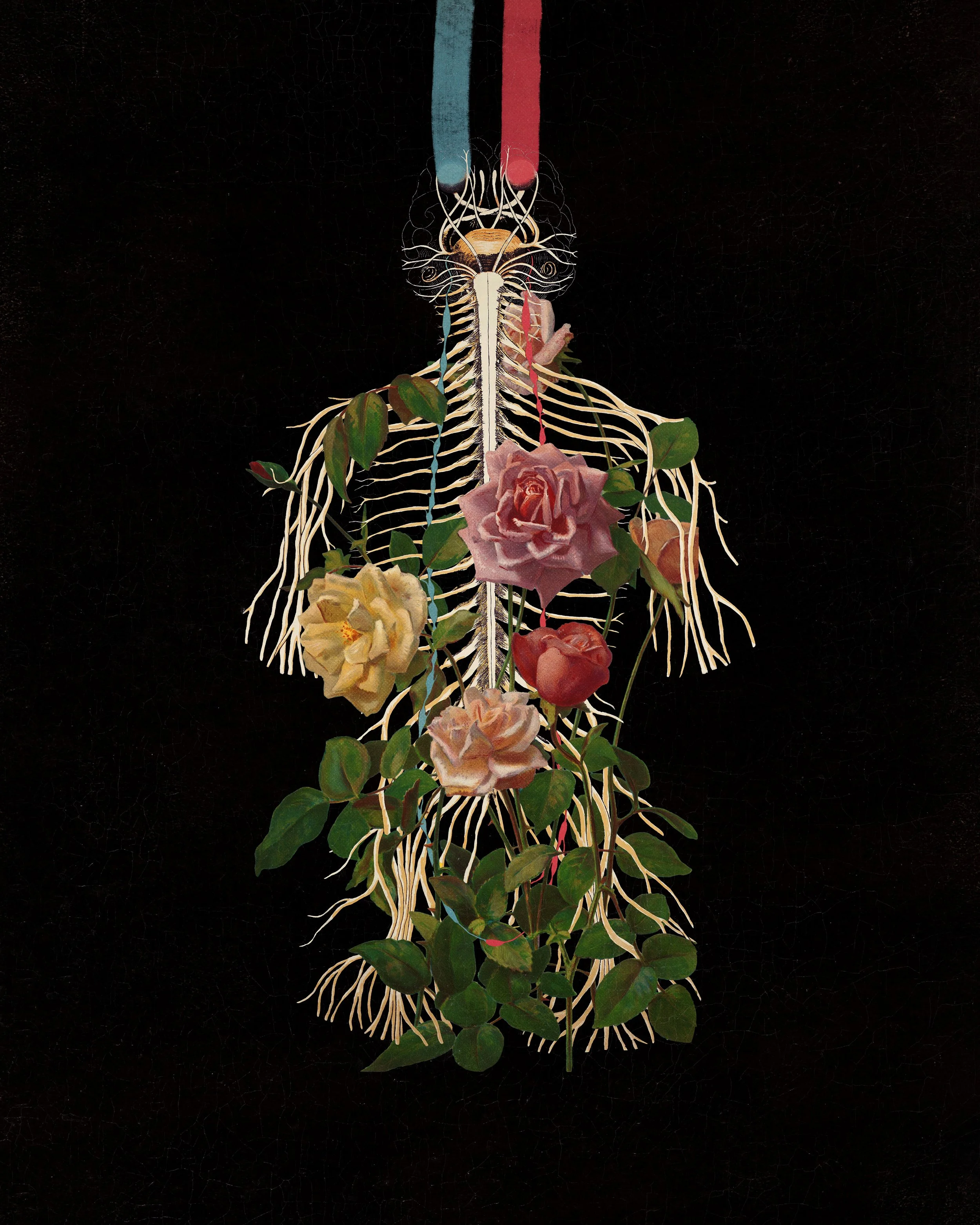 Root System