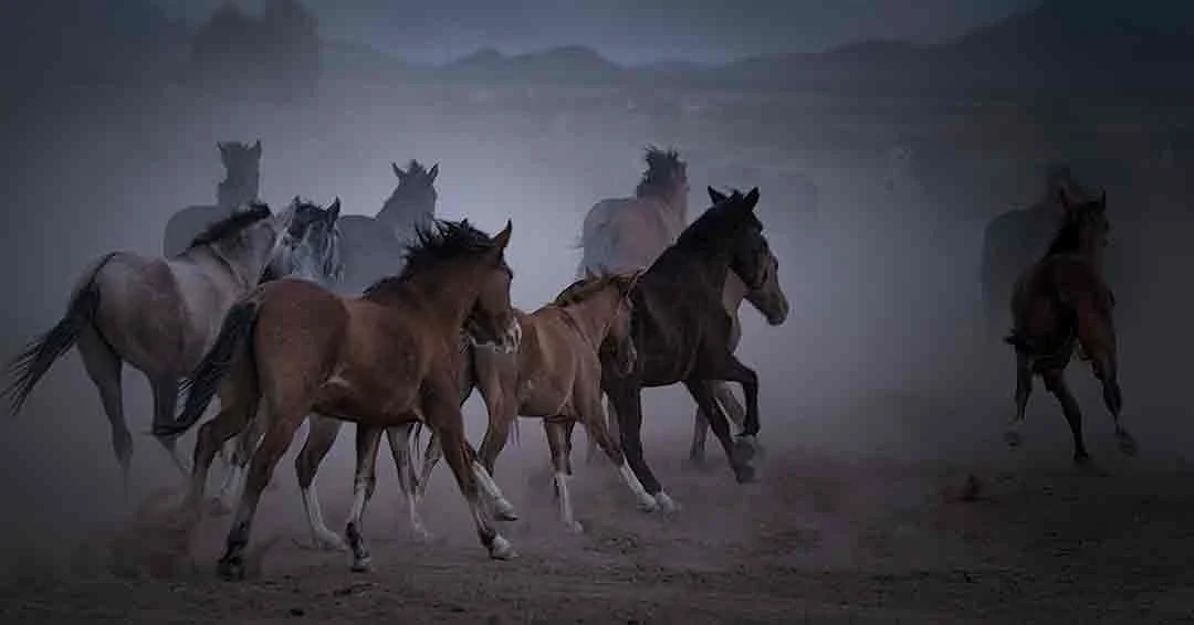 I had finally found and got to see a very large herd of wild horses that seem to come from the far away Arizona mountains to the farms along the Indian Reservation. There were at least 200 of them. As the sun began to set, I wondered where they plann