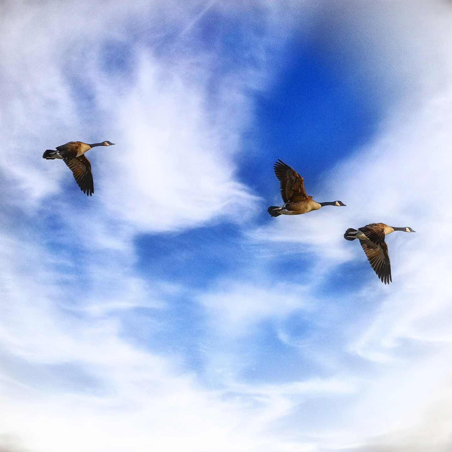 🌍🦢 Check out these stunning Canadian honkers I photographed in Eastern Idaho! These majestic geese typically weigh around 12 pounds and are known for their striking black heads and white cheek patches. Every spring, they embark on a remarkable jour