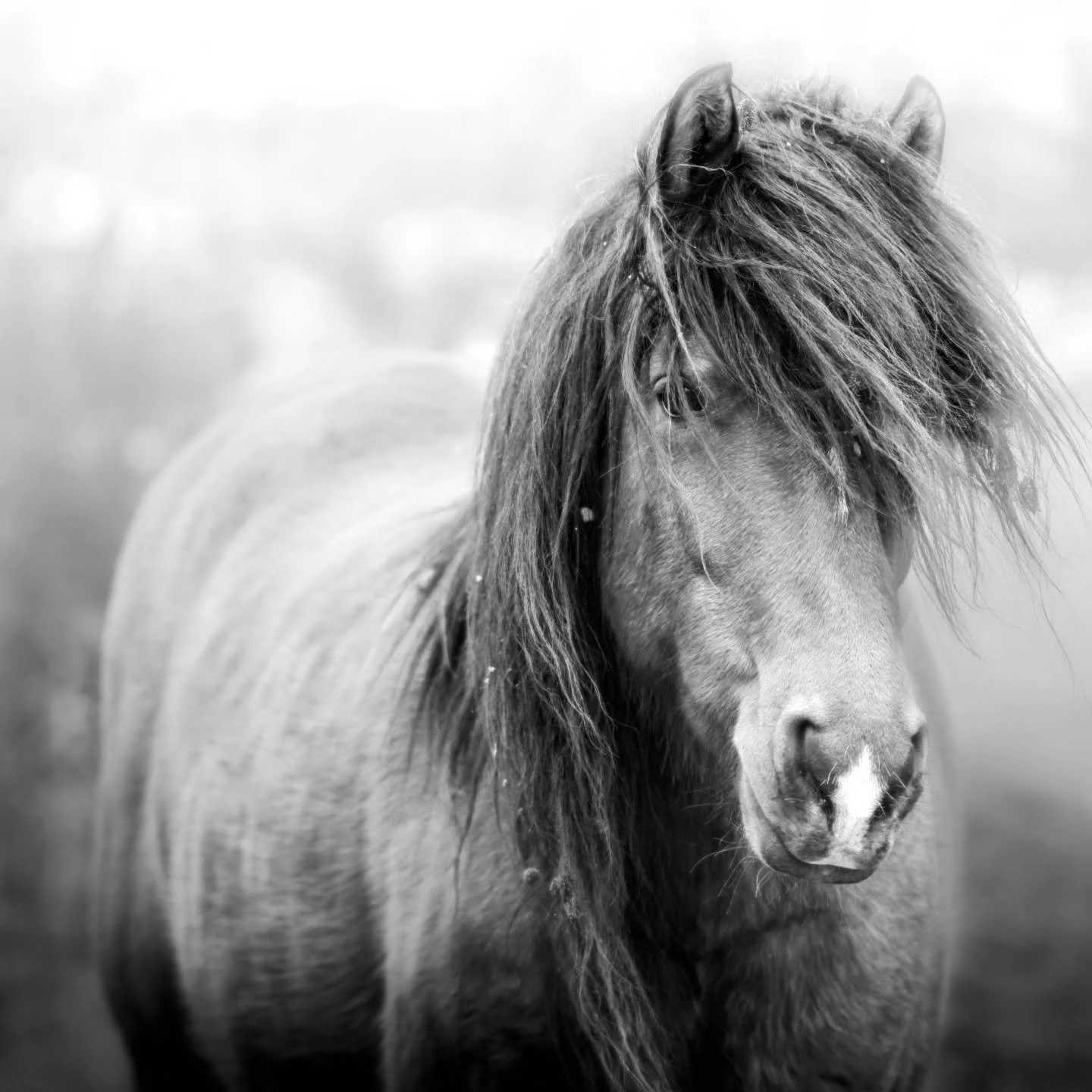 It was in that moment in my life to capture this image the iconic American wild Mustang.She stood there looking at me and then she was gone as I released the shutter. It was my moment and one I would not ever forget. They will disappear one day. But,