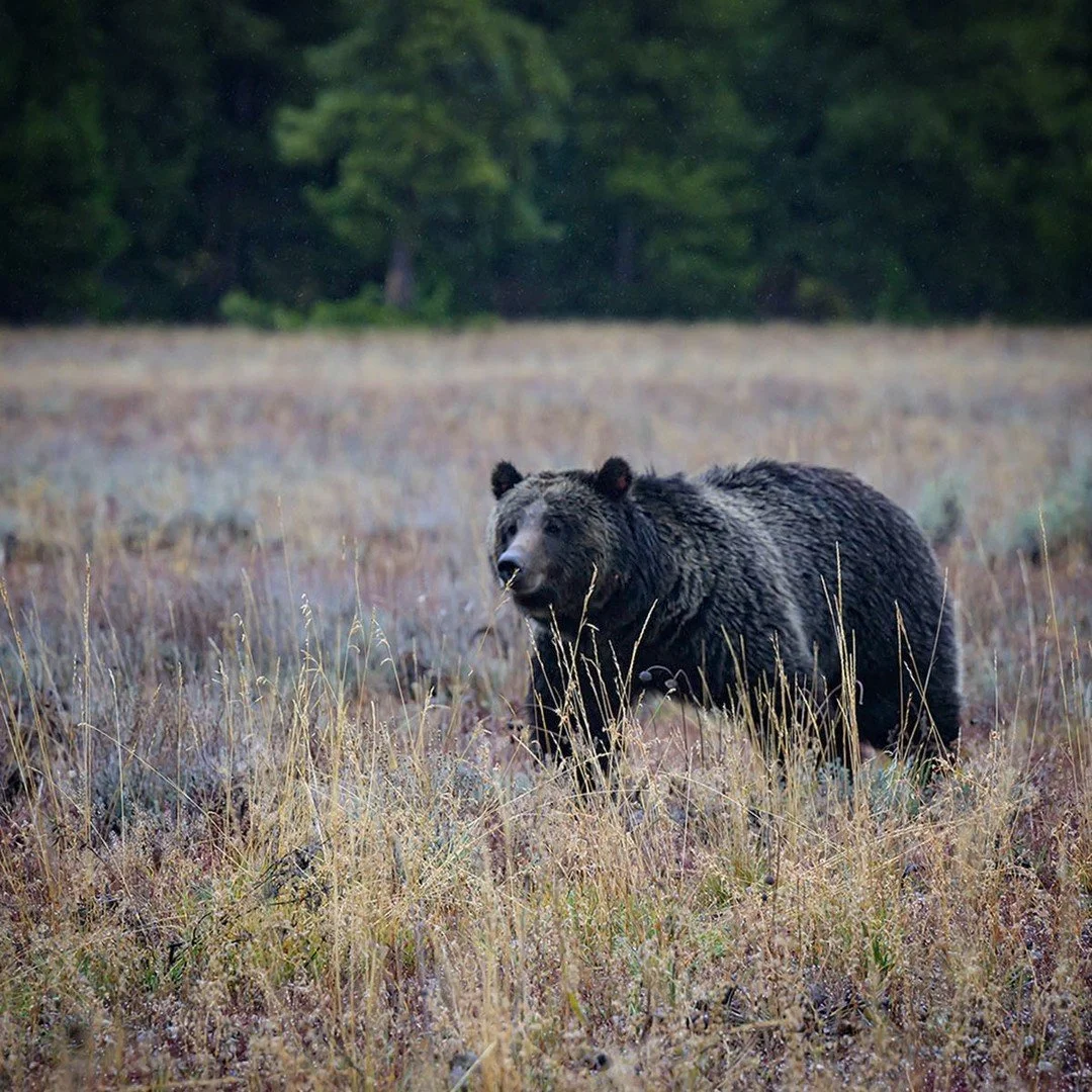 Last month, I had the privilege of capturing one of nature's greatest predators in its natural habitat ... grizzly bear 1063 in the heart of Teton National Park.This was not just a photograph, but a testament to the beauty and power of nature. I am g