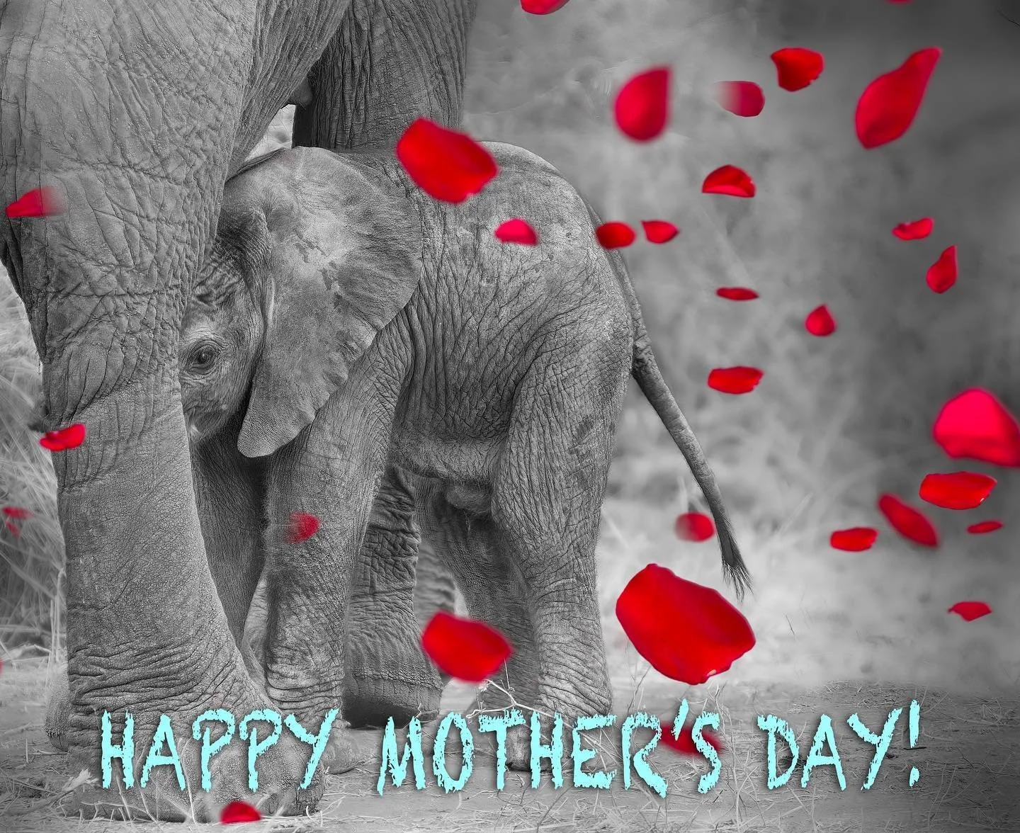 Happy Mother&rsquo;s Day &hellip; this image of the new infant elephant was taken in South Africa. Under Mother&rsquo;s umbrella of love &hellip; it&rsquo;s a lifetime of guidance and nurturing.