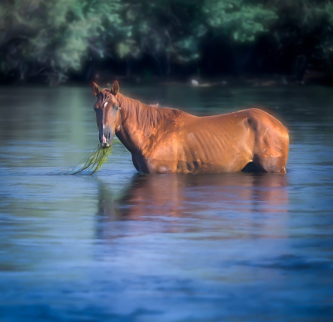 Sometimes, it&rsquo;s ok to take a break from your herd to reflect where you have been and where you may be heading. 
#Salt River wild horses# salt River#Arizona living # Arizona # horses# Arizona photographer#Arizona horses 🐎