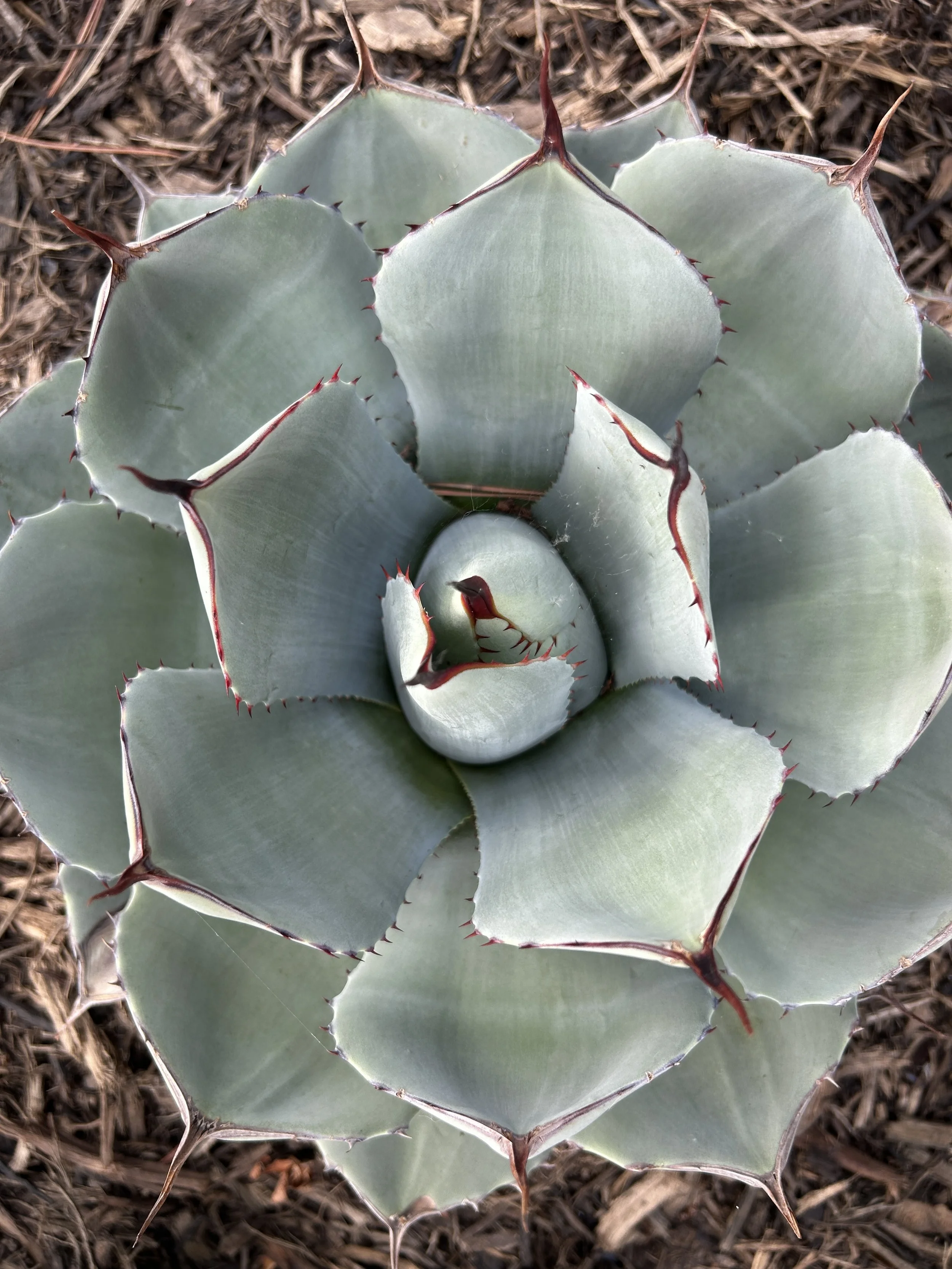 Close-up of a large, rosette-shaped agave plant with thick, pale gray-green leaves edged with reddish-brown spines, growing in dry soil.
