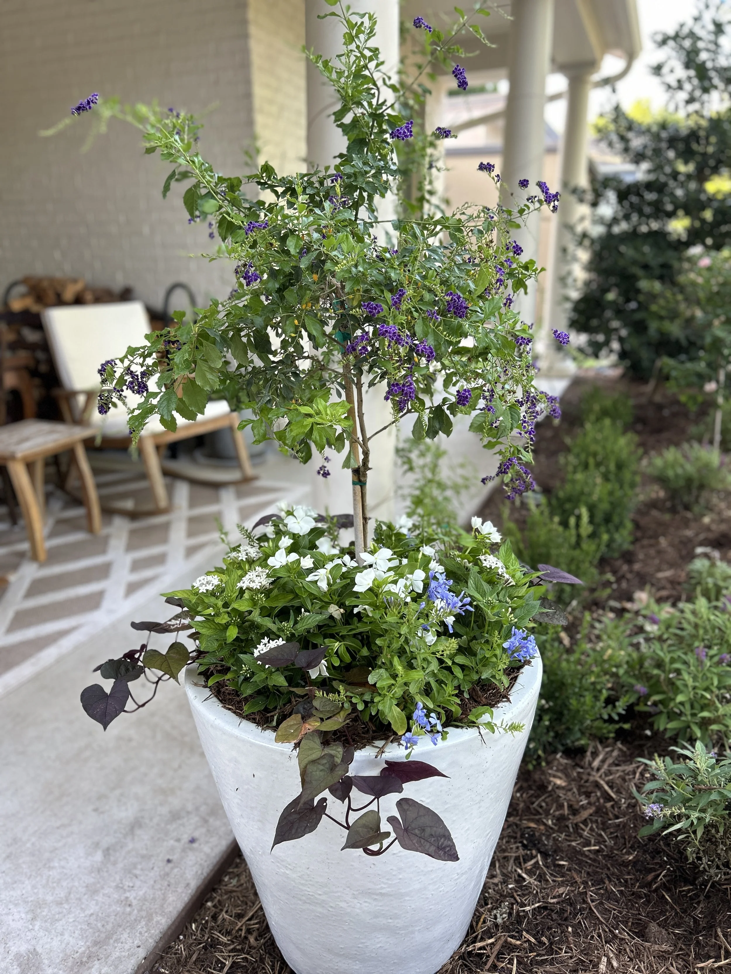 A large white flower pot with a small flowering tree, purple and white flowers, and dark purple leafy vines, located on a garden patio with chairs and a brick wall in the background.