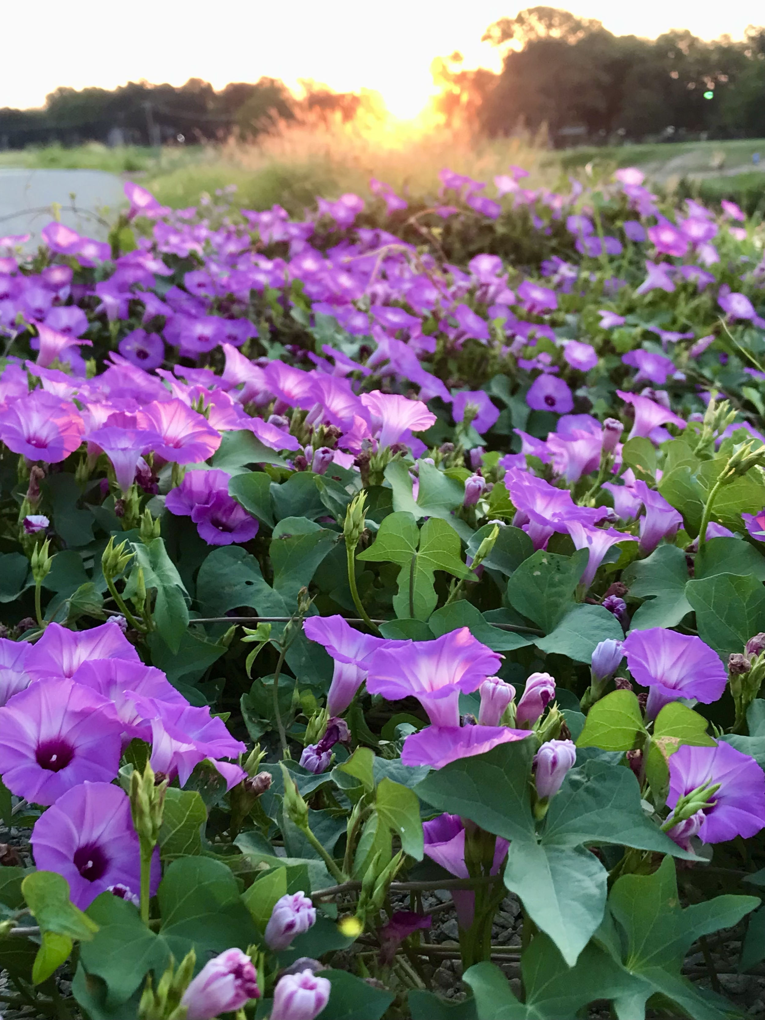 Purple morning glories blooming in a field with a setting sun in the background.