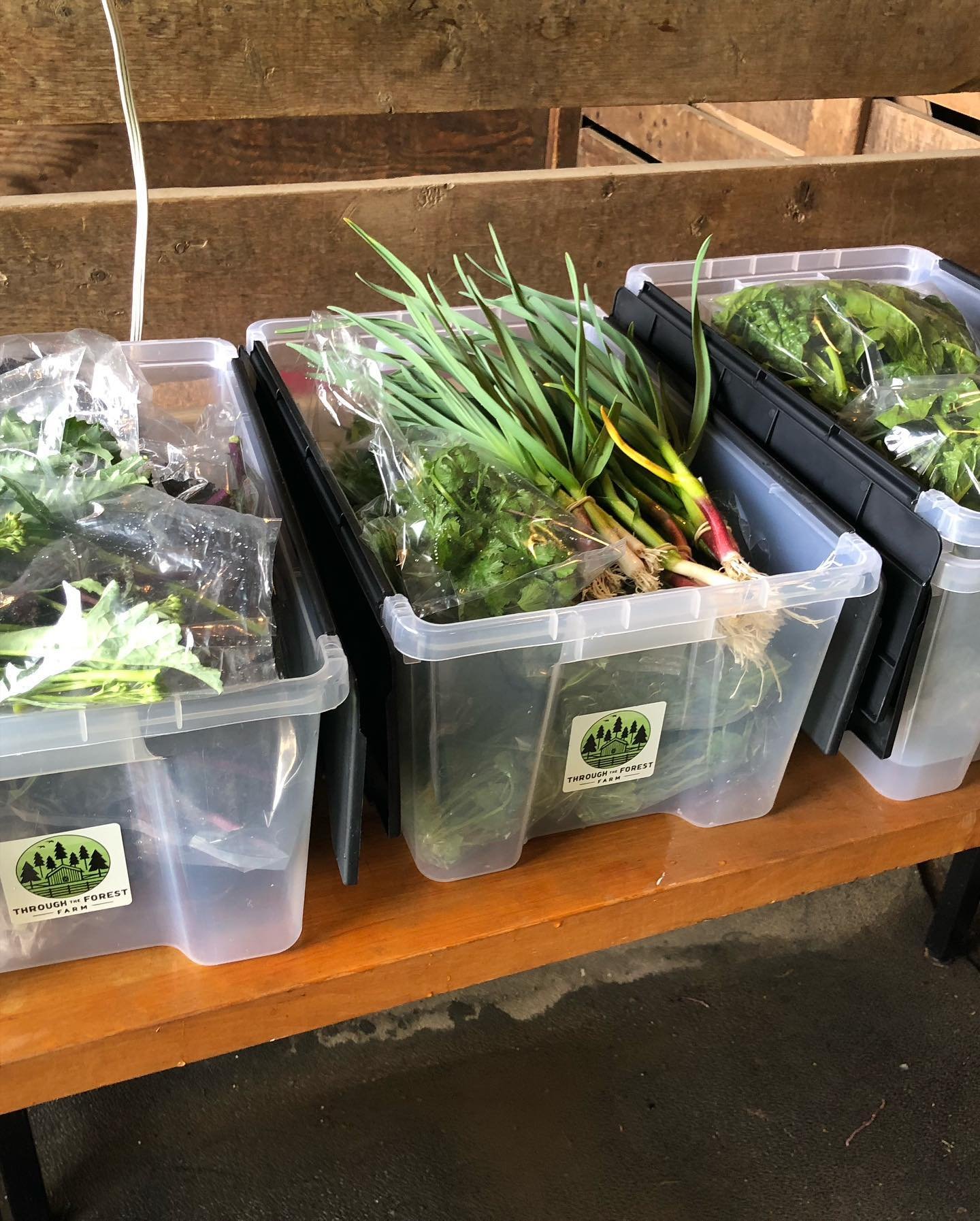 Thank you CSA members for the opportunity to provide you with this early April - healthy, flavorful, fresh - produce! This weeks harvest: Spinach, Green Garlic, Red Kale, Cilantro, Pea Shoots #eatinginseason #communitysupportedagriculture #clarksvill