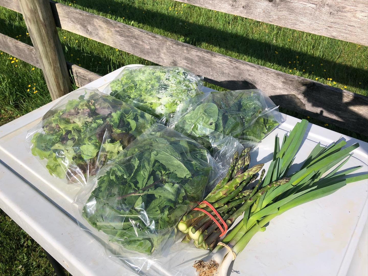 Week four CSA: Lettuce, Arugula, Spinach, Green Garlic. Peas are flowering and breaking ground for four new garden beds!
