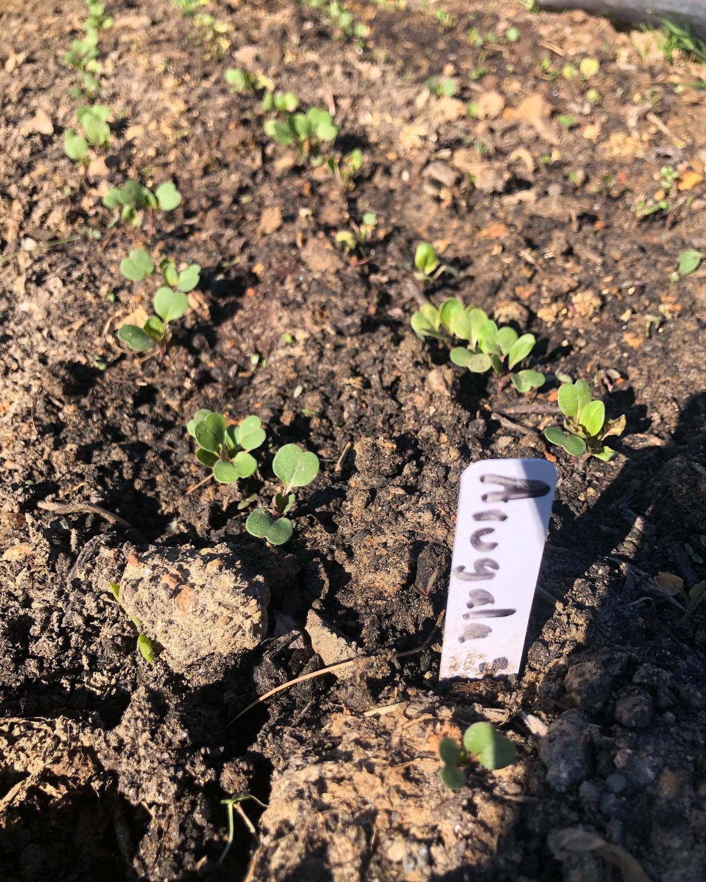 Farmer version of March madness - 12 seeds of Arugula pull off the upset against 5 days of Frost!! Also- potting up peppers and tomatoes, constantly monitoring temps for frost protection, catching the first asparagus poke up, planting fruit trees wit