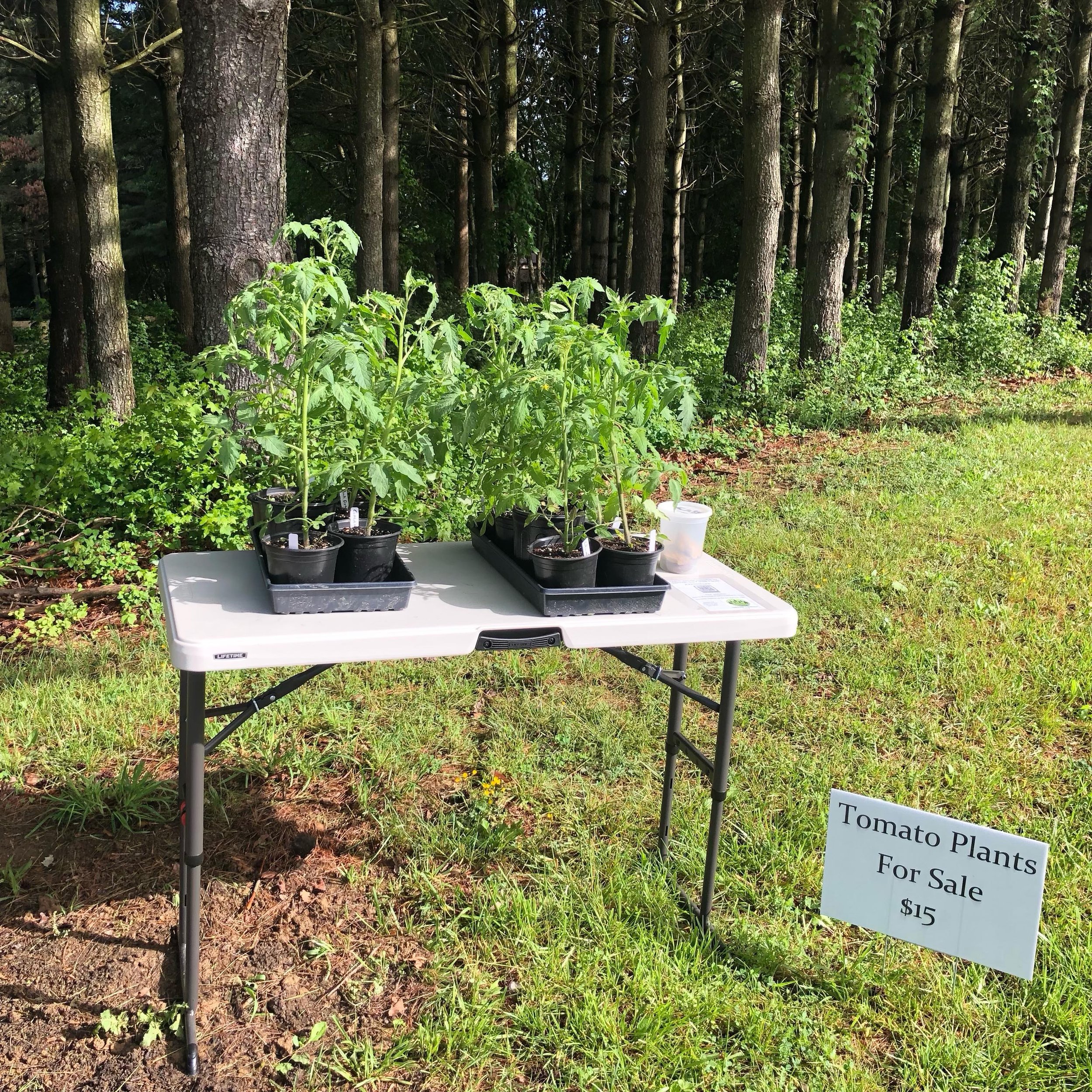 Tomato plants for sale! It&rsquo;s a perfect weekend to plant tomatoes out into your garden or patio containers. We have some of the best varieties for you to choose from. Ranging from cherry to beefsteak, heirloom, and hybrid. Sun gold, citrine, bla
