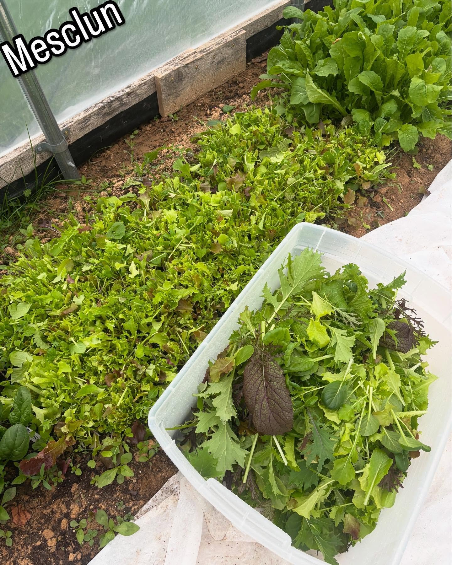 The CSA is back in action! Great meeting some of the new and returning members! The rain came down but the tunnel turned UP! The highlight of this week’s box for me are the tunnel grown radishes! What’s your favorite??
