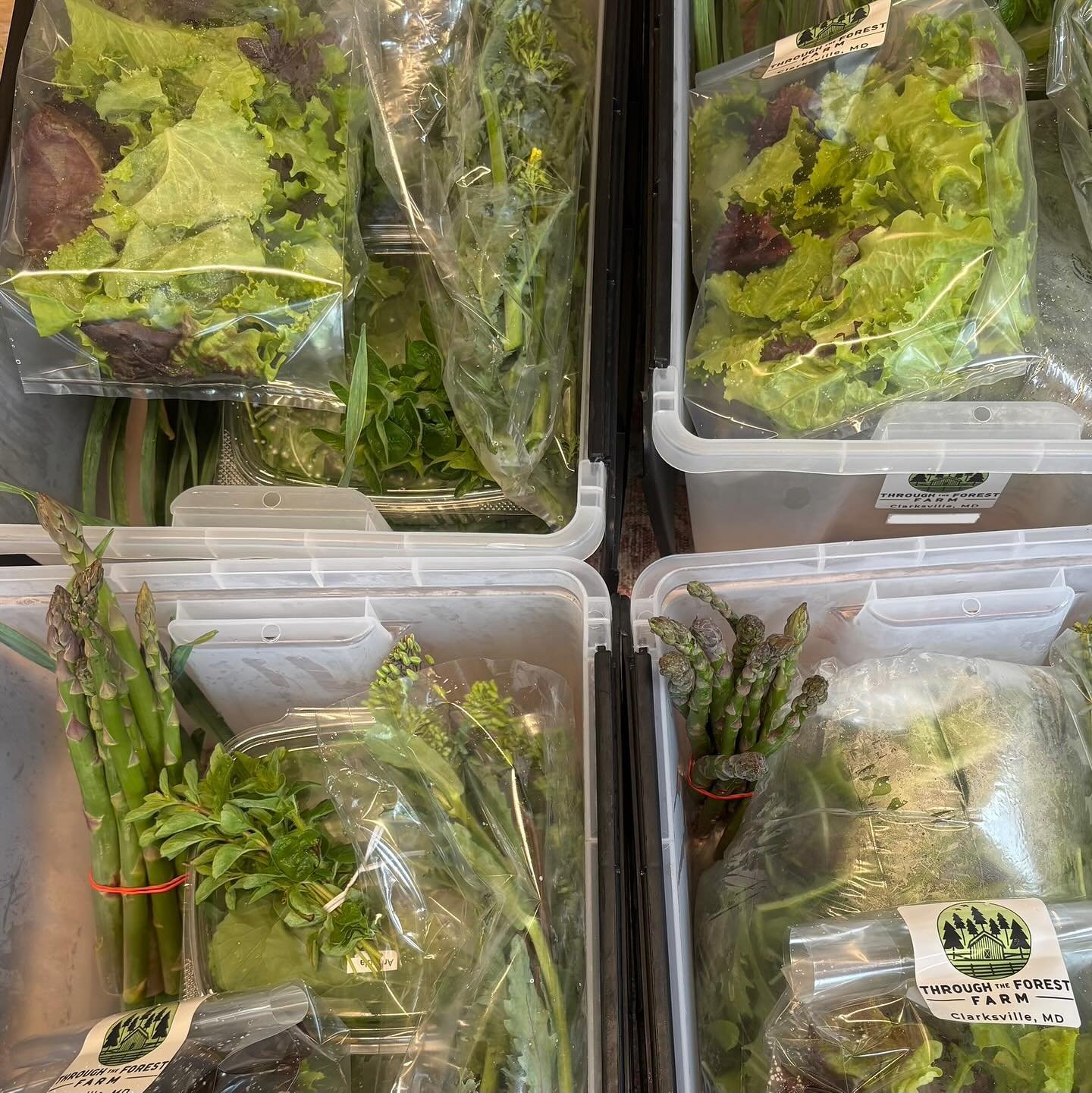 Week 3 CSA! Green garlic, Oregano, Lettuce, Mesclun, Asparagus, Kale, Arugula, Pac Choy, Cilantro, Kale raab. 😎And look what we got planted this week! #cabbage #tomatoes #cucumbers. Dreaming of summer slaw, fresh tomatoes, and cucumber salads ☺️ #re