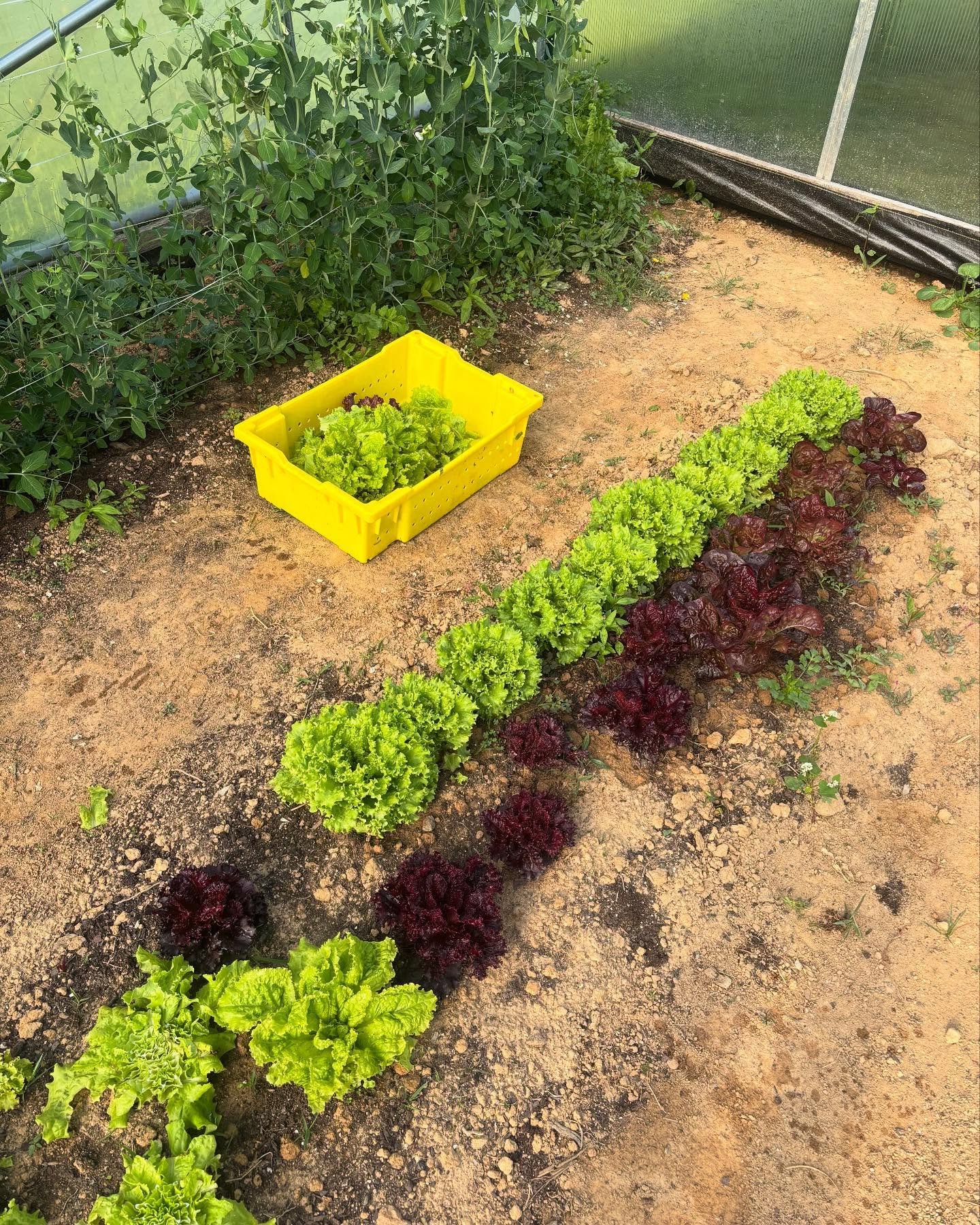 CSA week 5! In the spotlight are purple top turnips which grew surprisingly well in the high tunnel. Check out the board for the rest of the abundant harvest. #lettuce #napacabbage #purpletopturnips #mesclun #arugula #pakchoi #asparagus #sugarsnappea