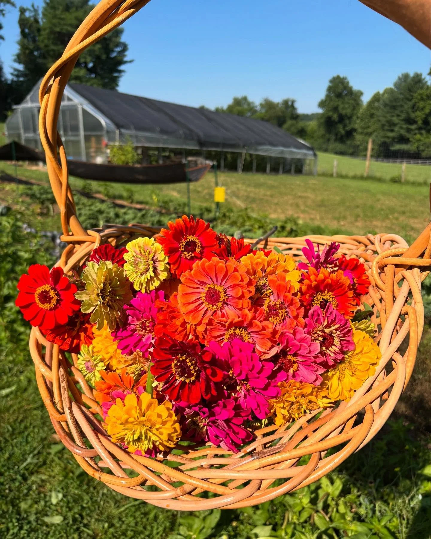 4th of July pop up flower stand!! Stop by for fresh cut flowers to brighten your holiday gathering!
