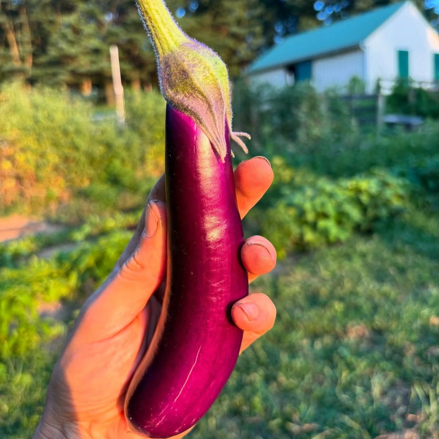 Had a busy week from a golden hour photo shoot with stunning produce and &ldquo;gold&rdquo; heirloom tomatoes to packing CSA boxes, visiting the county fair seeing @hoco_fresh, providing produce for the farm to fork face off and @therovingradish meal