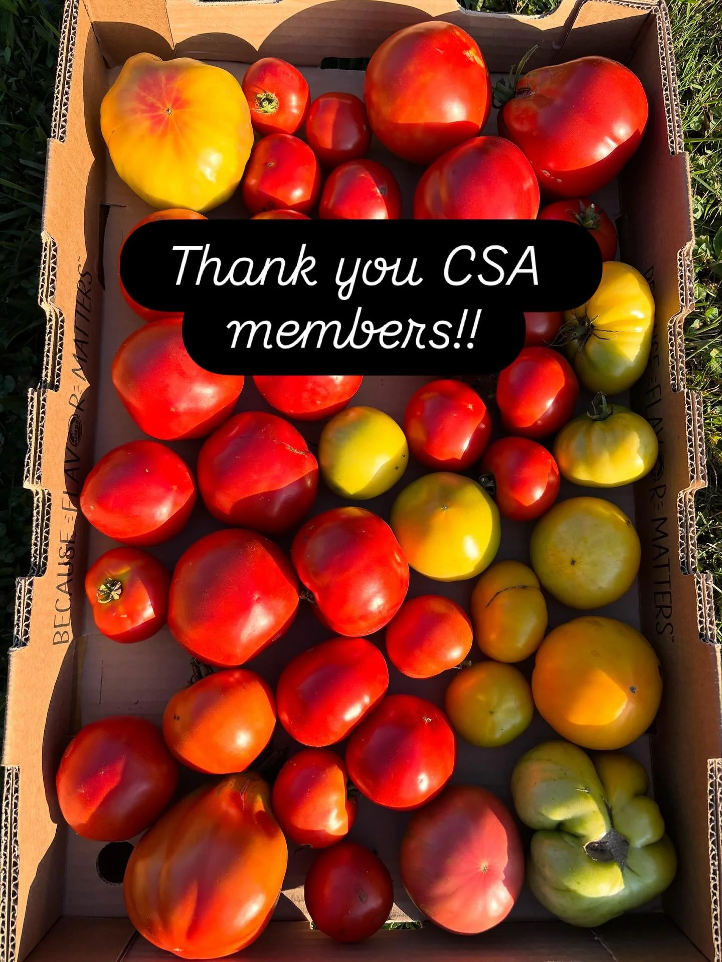 Social media doesn&rsquo;t do it justice but just want to say we have the best CSA members!! Thanks to everyone who stuck with us for 20 weeks this year to share in some amazing produce 💚 Cant wait see everyone again soon! Stay tuned for more fall u