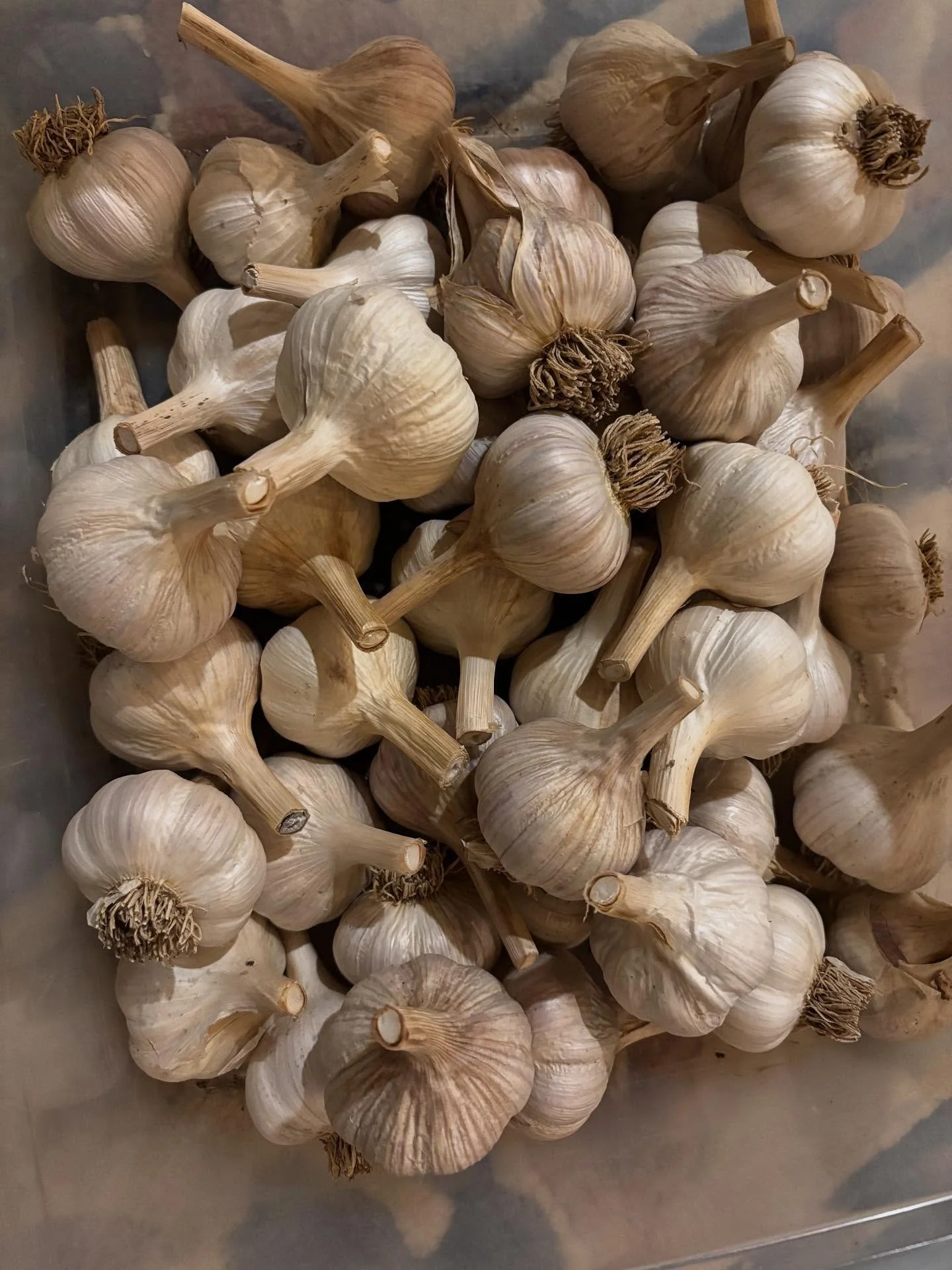 Garlic is in! Hoping for one of our best garlic crops yet in 2🧄26!