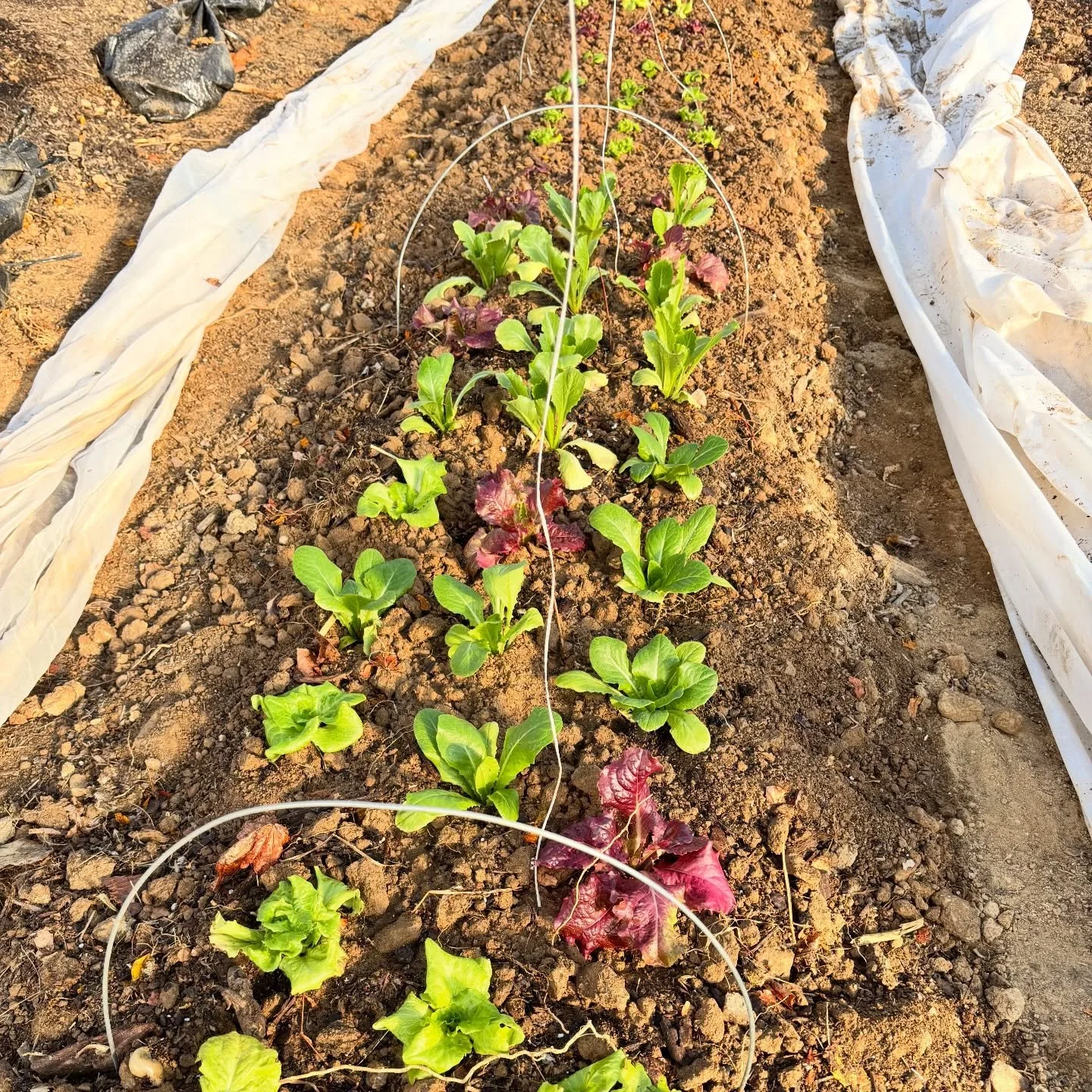 The weather finally was favorable for getting some lettuce transplanted in the high tunnel. Onwards to the Spring CSA!! 🌱🥬