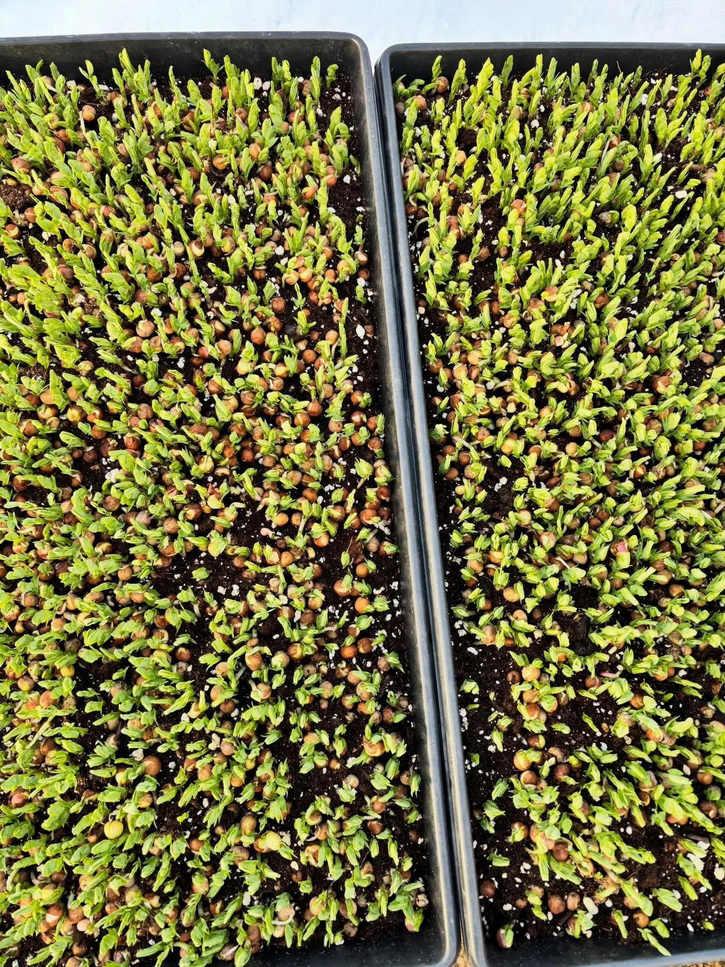 There&rsquo;s light at the end of the tunnel! The weather has been a bit challenging this winter to say the least but Spring is finally on its way. Here&rsquo;s some of what we have growing and planted so far this year. There&rsquo;s only one week ti