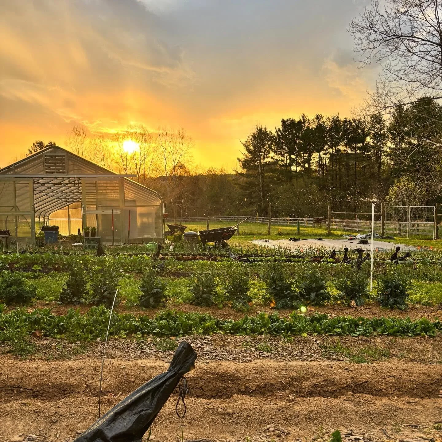 A gorgeous week on the farm. The proof is in the produce!!!