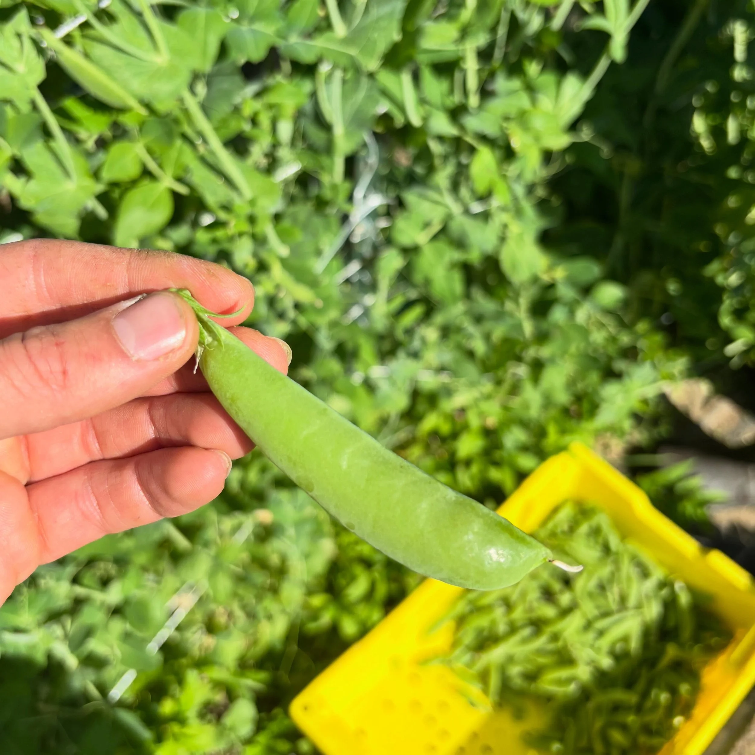 A few photos of the summer goodness this week! Some of the items were in CSA boxes this week and others are not far behind!! #CSA #locallygrown #throughtheforestfarm
