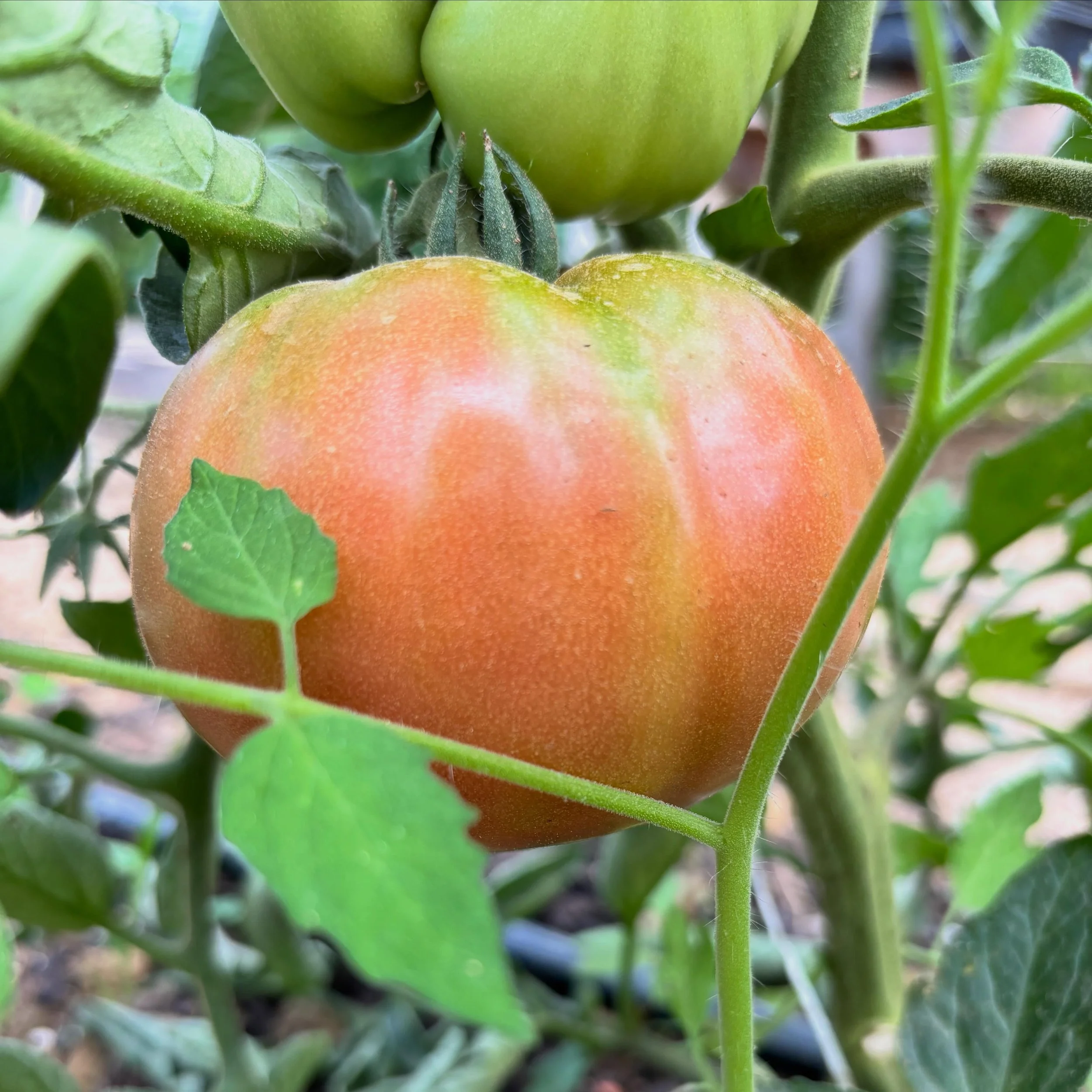 That first blush feeling #heirloomtomato